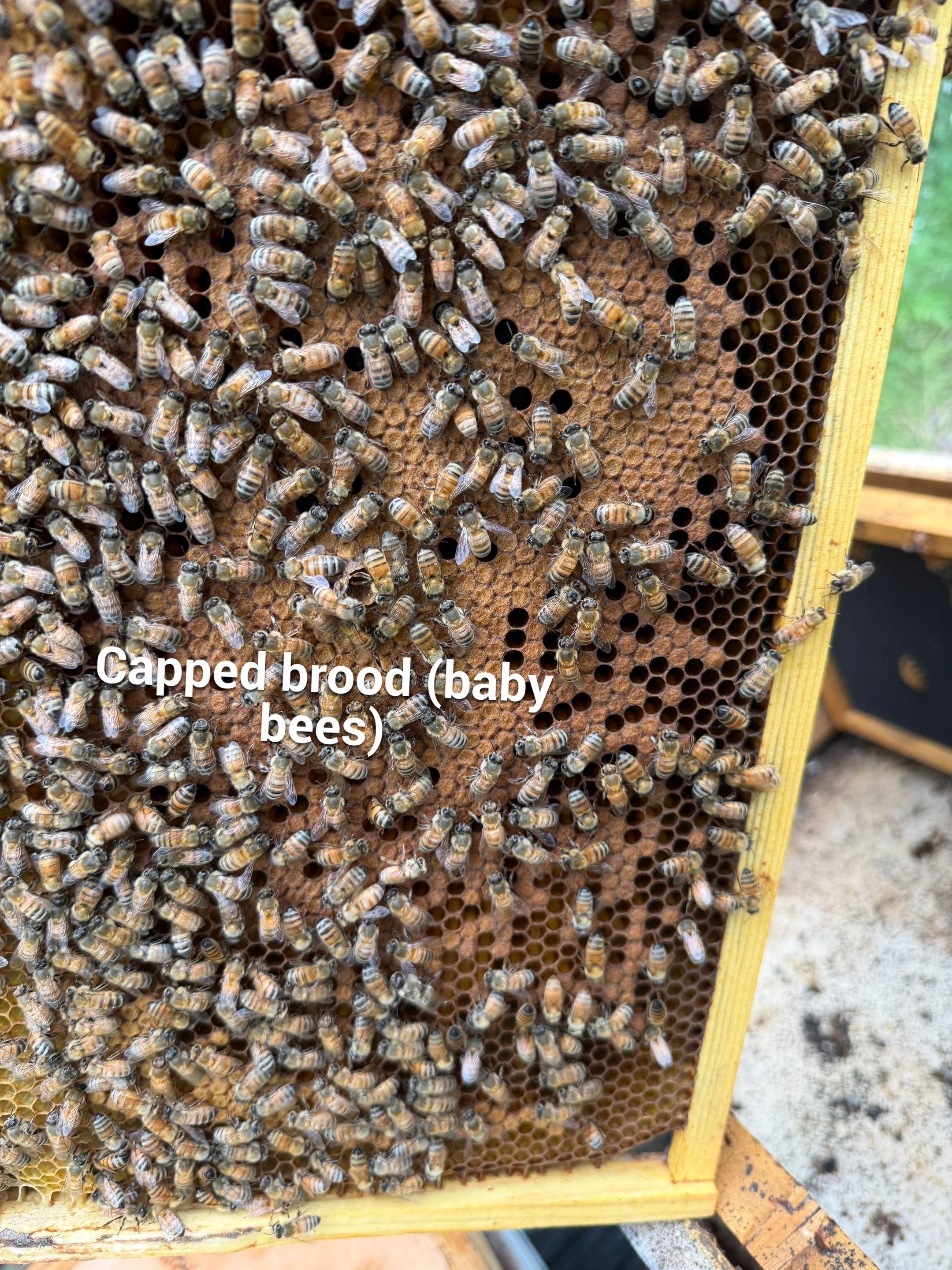 Rustic Grace Apiary in Van Alstyne, TX by Rockwall Honey Bee Company