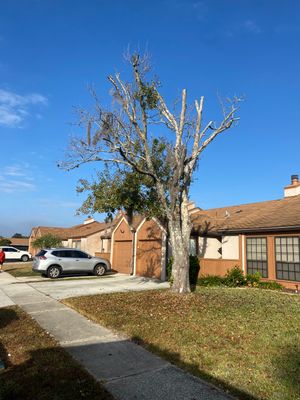 Residential | Tree Removal & Trimming