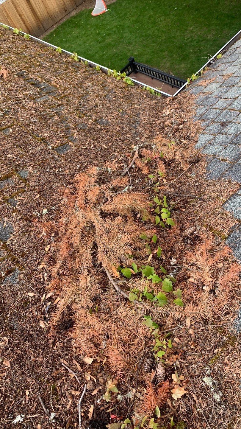 Softwashed in many Years back, and organic regrowth significant by DawnSky LLC
