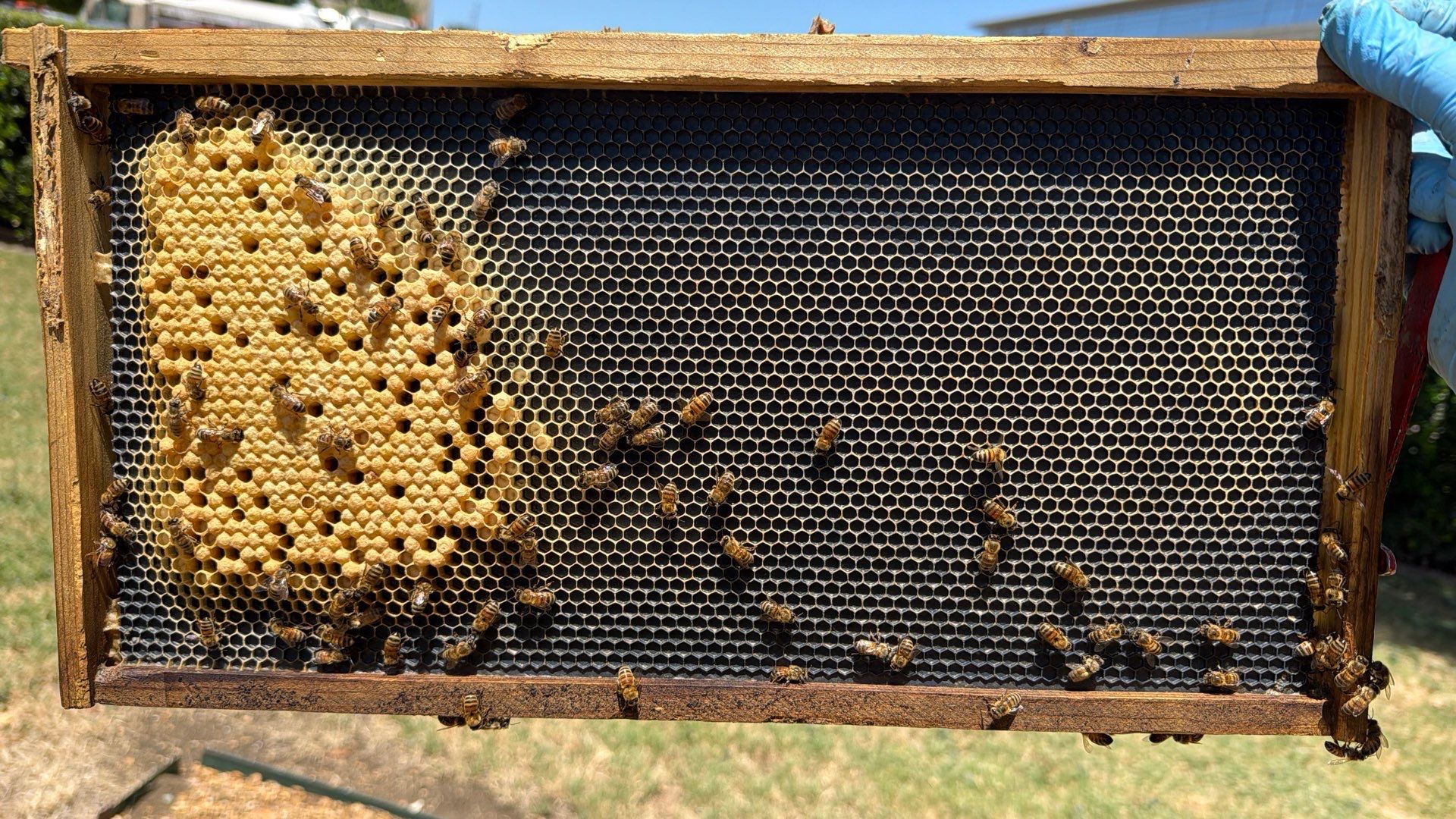 Project in Dallas, TX by Rockwall Honey Bee Company