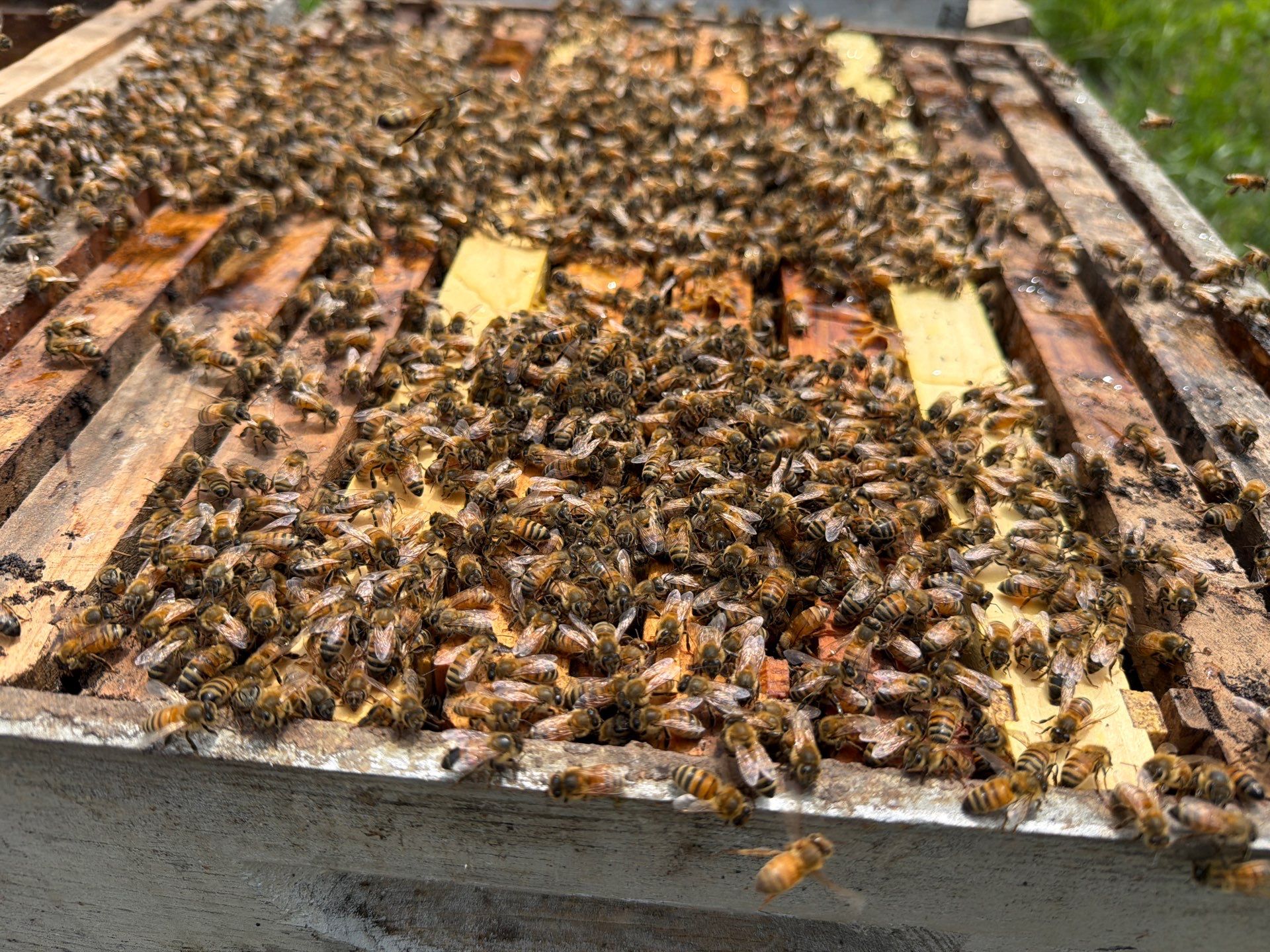 Exemption in Royse City, TX by Rockwall Honey Bee Company