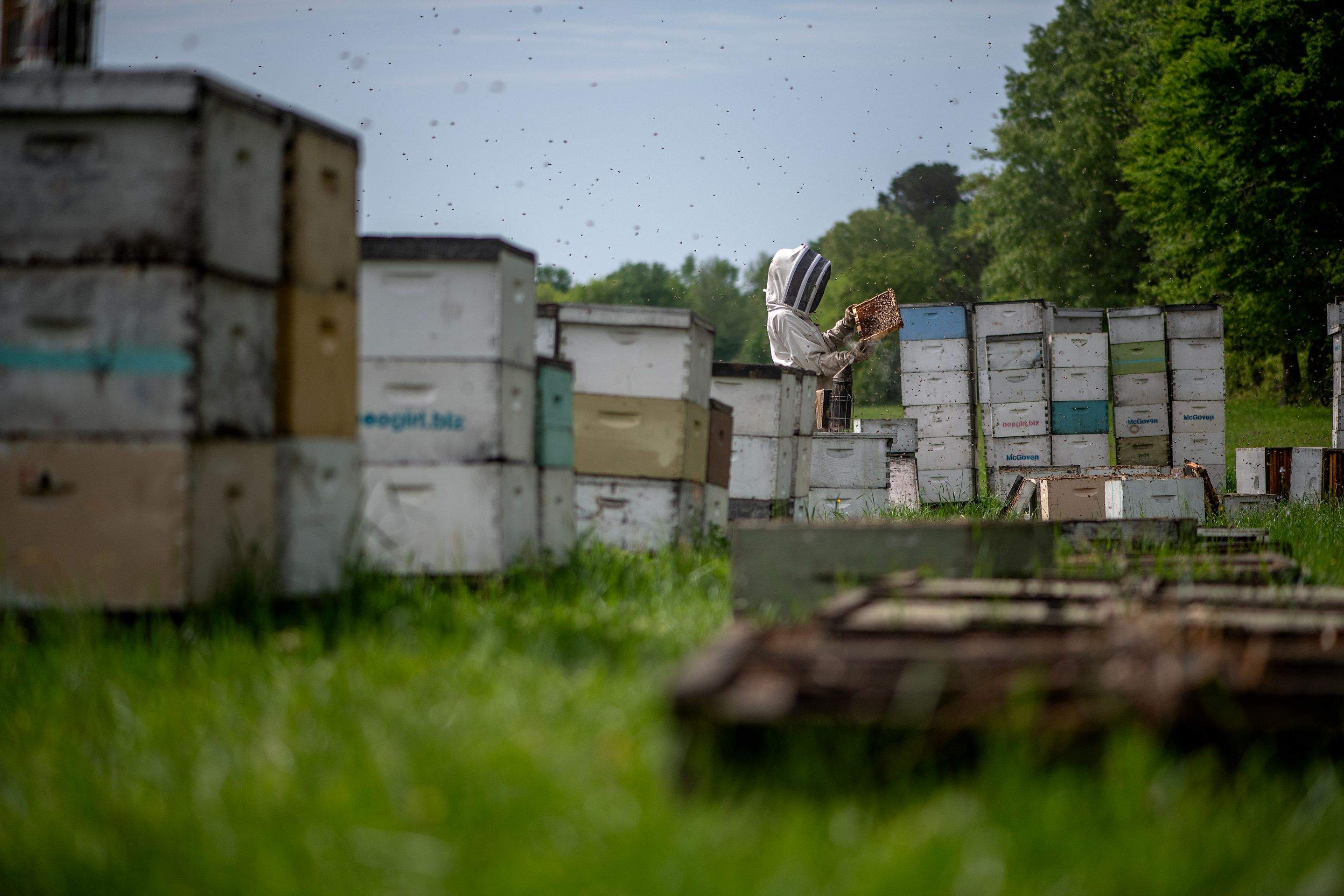 Splits in East Texas by Rockwall Honey Bee Company