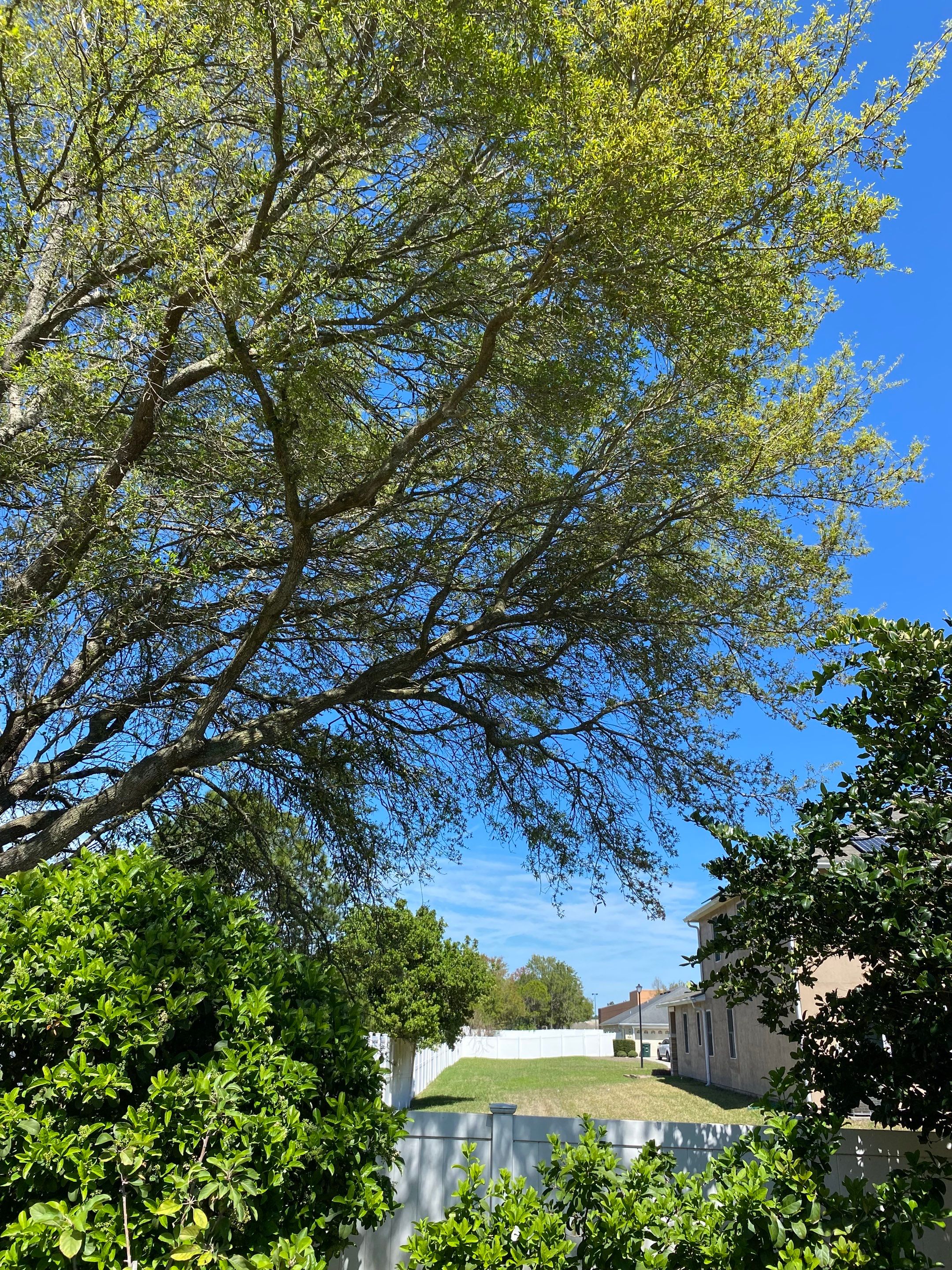 Residential | Tree Service by ProGreen Services