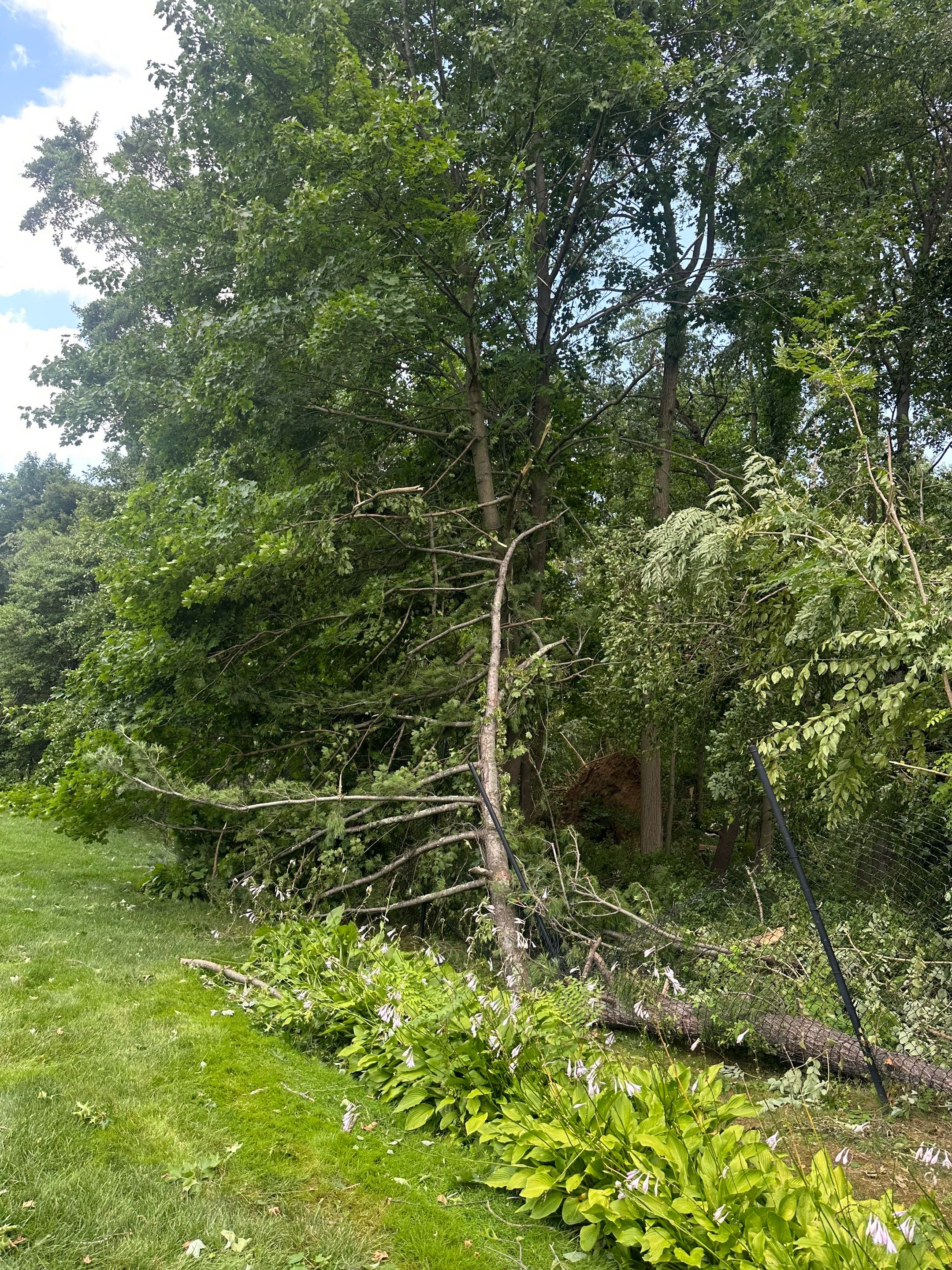 Emergency Tornado Damage Cleanup and Hazardous Tree Removal in Harrison by Fox Hill Luxury Real Estate Services