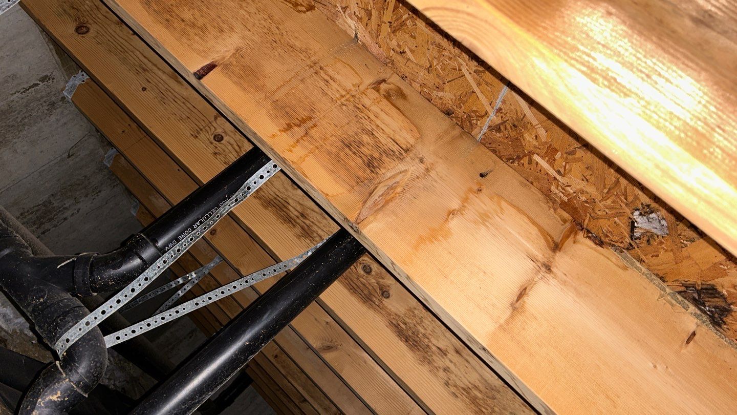 Mold Damage by Accountable Home Services