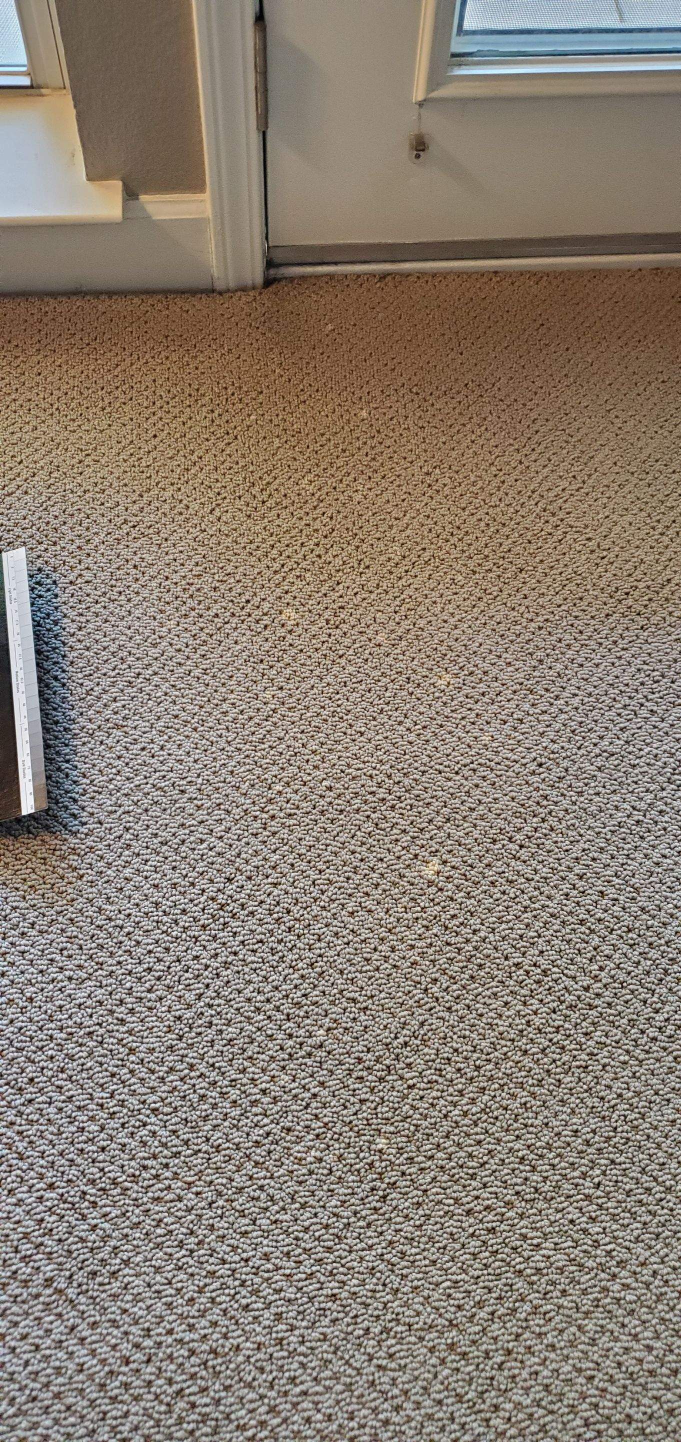 Spot Dyeing Carpet Sprayed by Bleach by Ardent Carpet Restore LLC