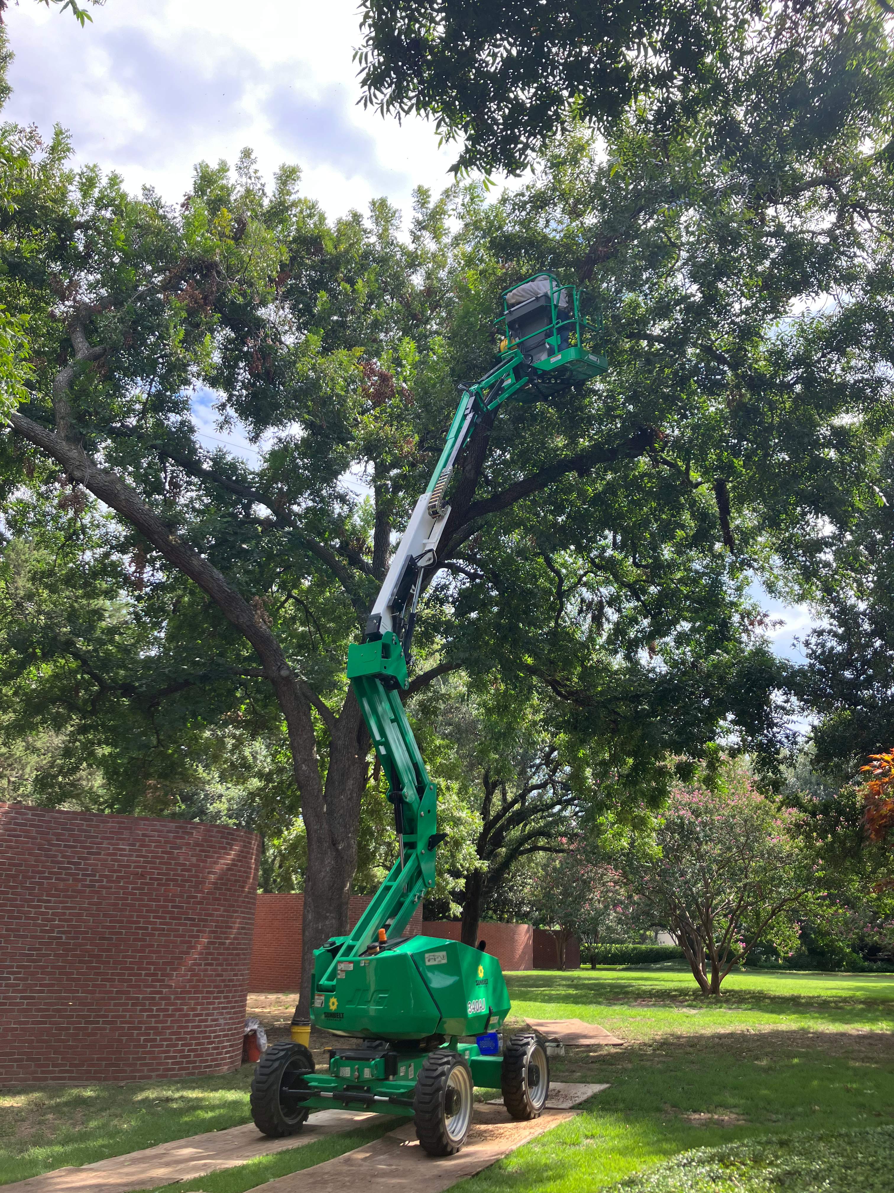 Open-Air Massive Colony by Rockwall Honey Bee Company