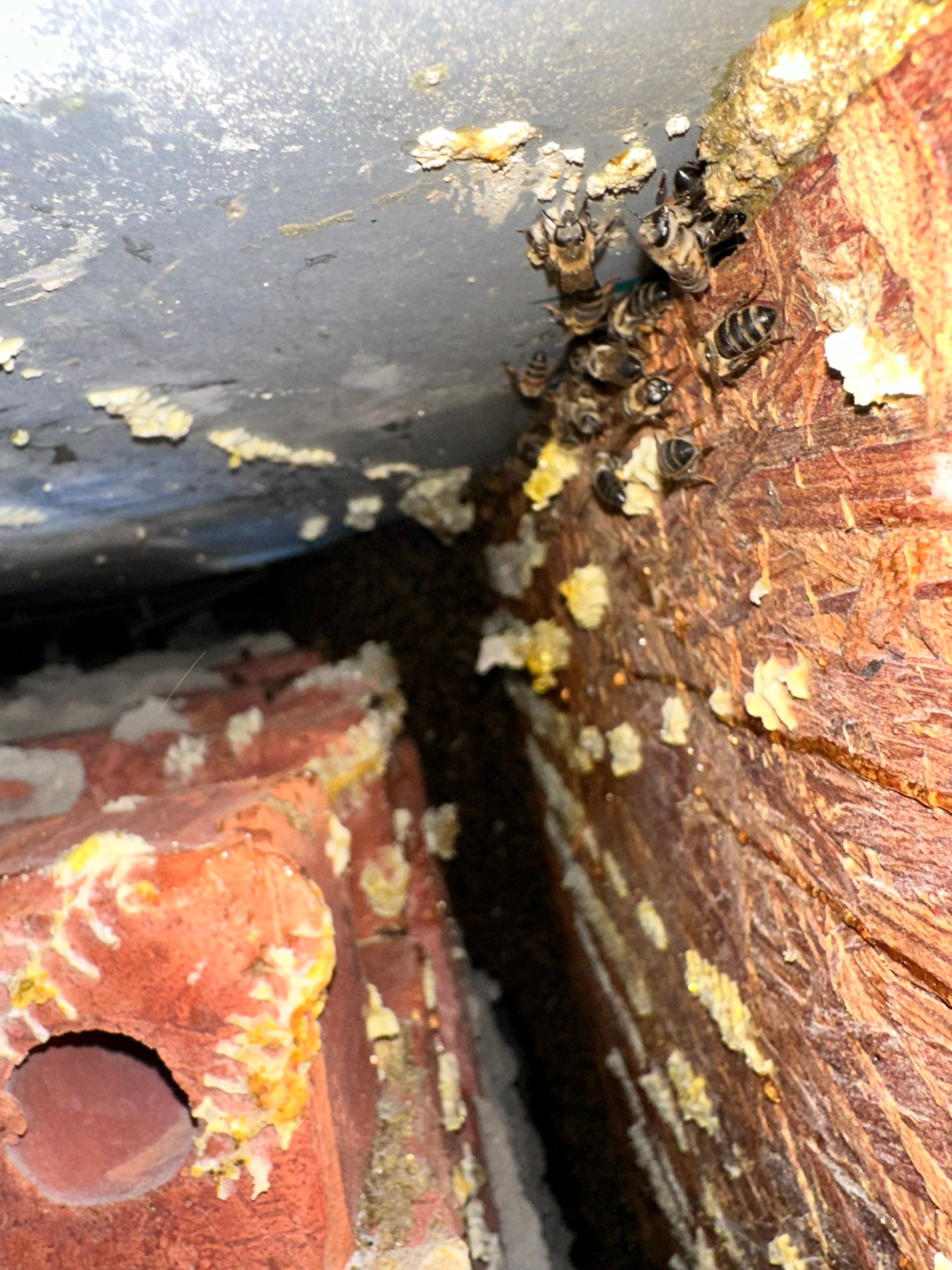 Bees Behind Bricks by Rockwall Honey Bee Company