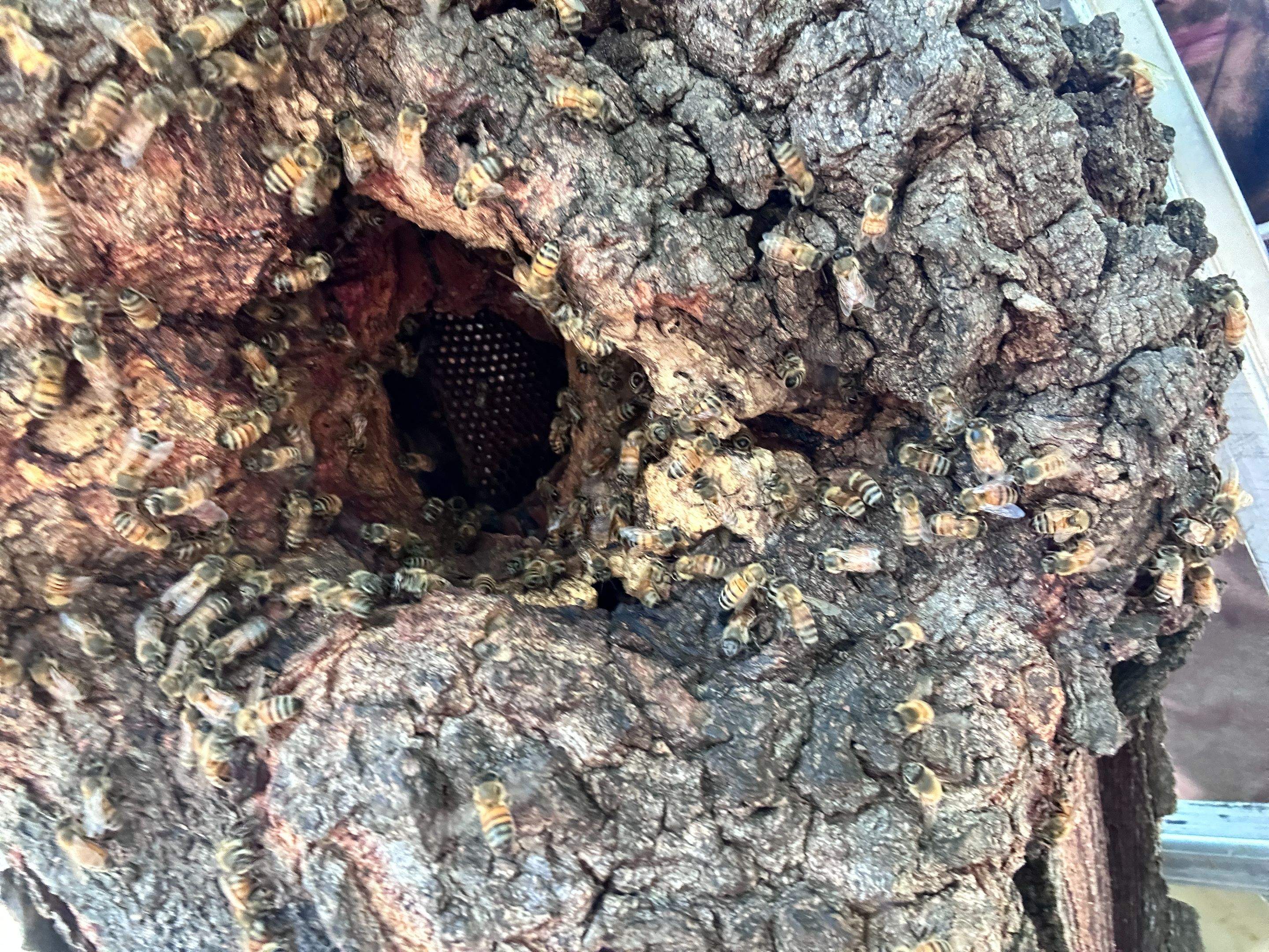 Two More Trees, One More Yard by Rockwall Honey Bee Company