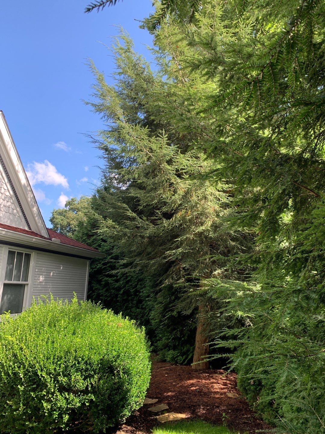 Tree Trimming using Tree Pruing by Mike Jones & Sons Tree Service LLC 