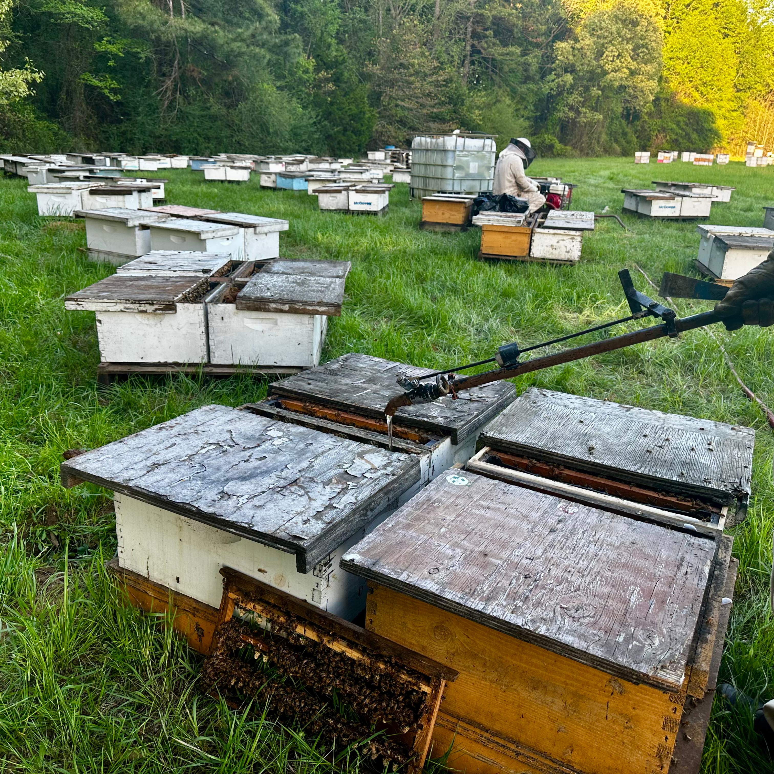 Traylor's Hay Meadow Apiary by Rockwall Honey Bee Company