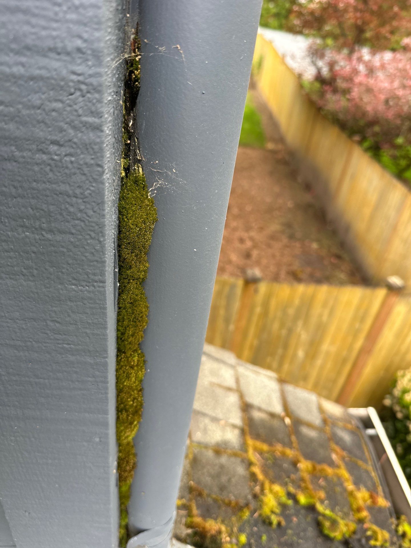 Softwashed in many Years back, and organic regrowth significant by DawnSky LLC