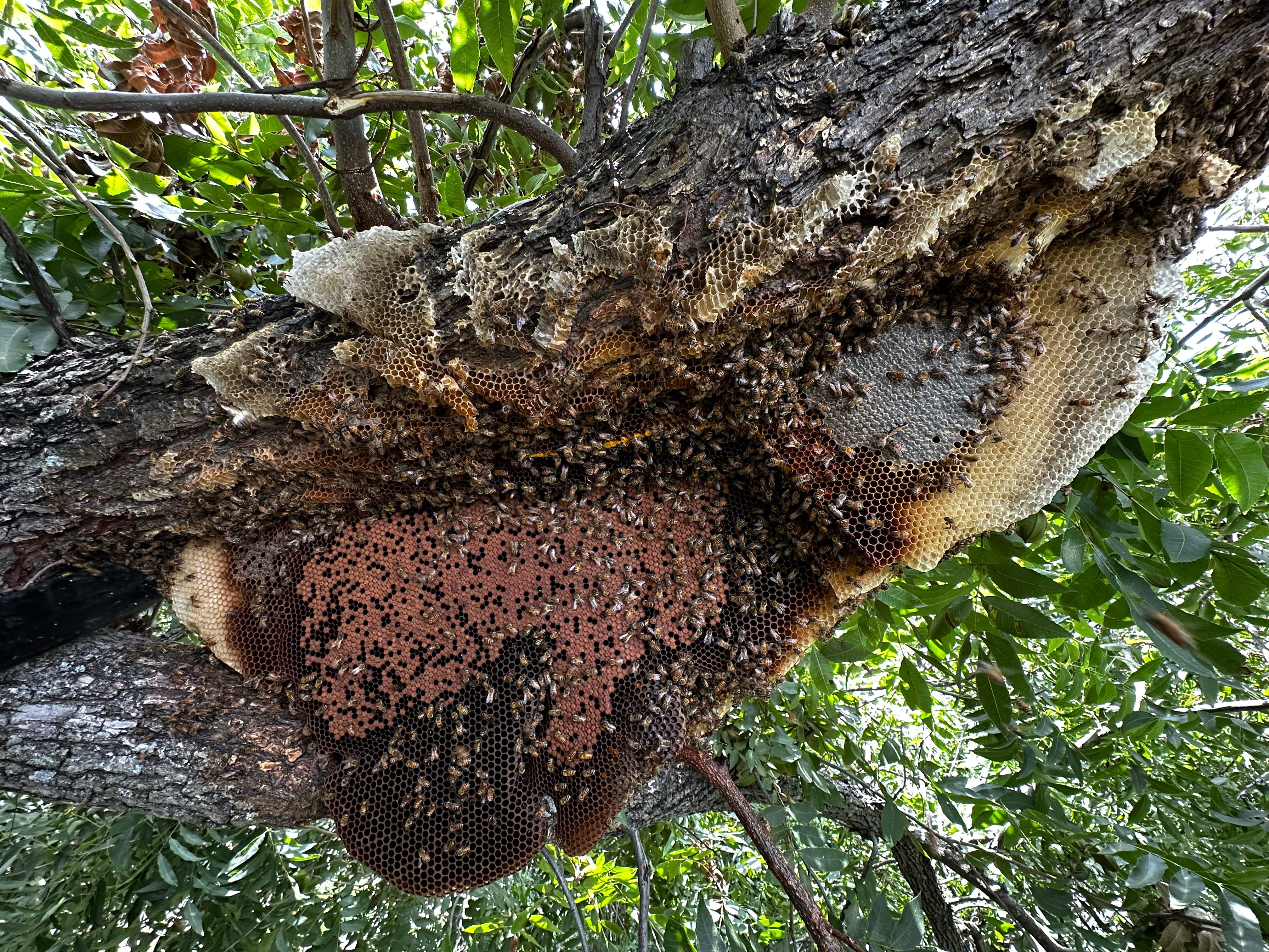 Open-Air Massive Colony by Rockwall Honey Bee Company