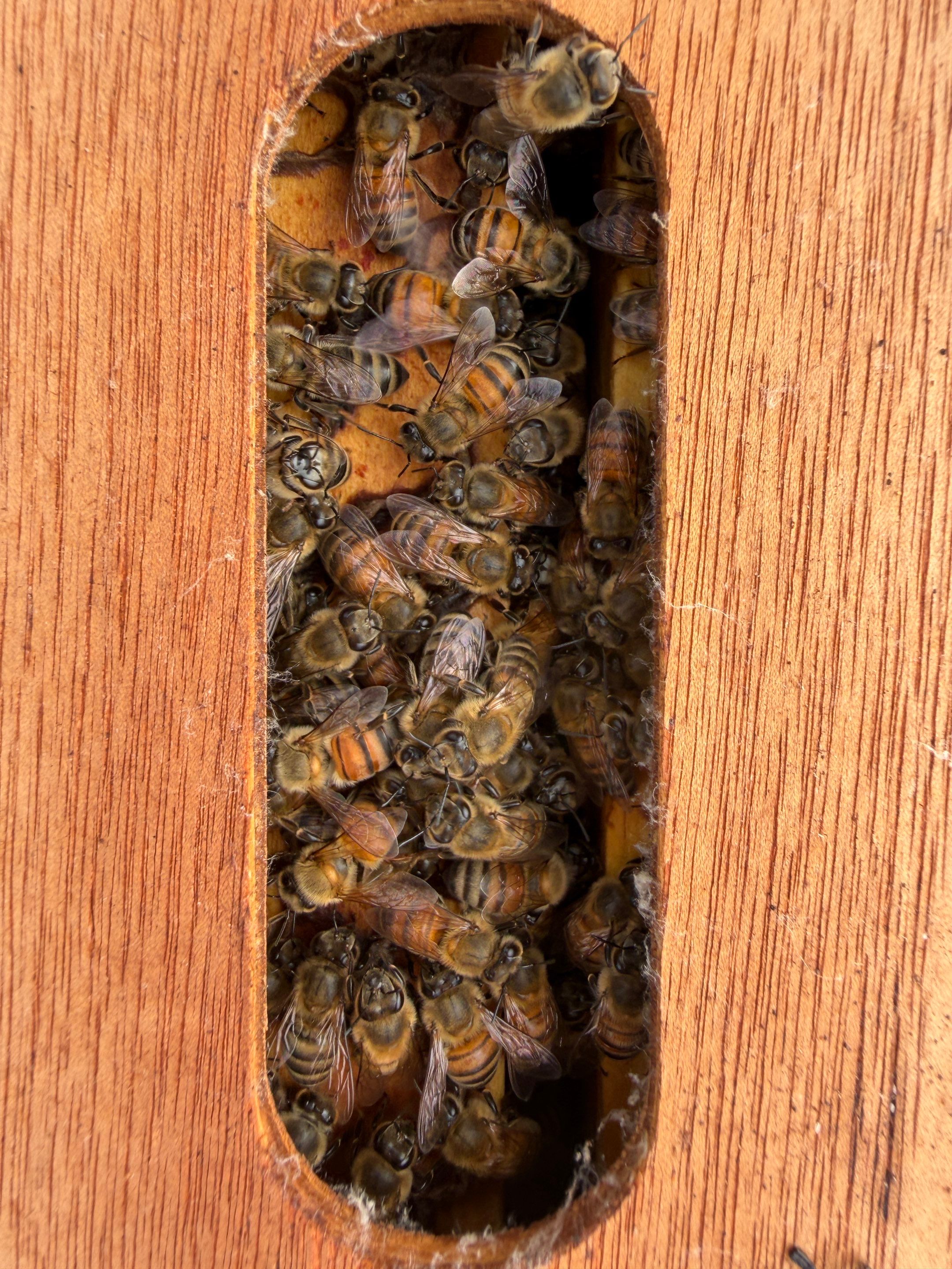 Momma K’s apiary by Rockwall Honey Bee Company