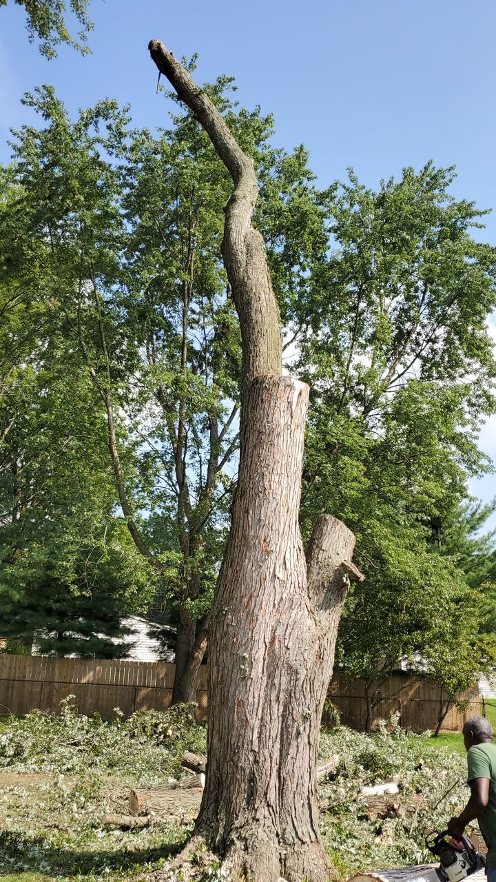 Tree Removal by Mike Jones & Sons Tree Service LLC 