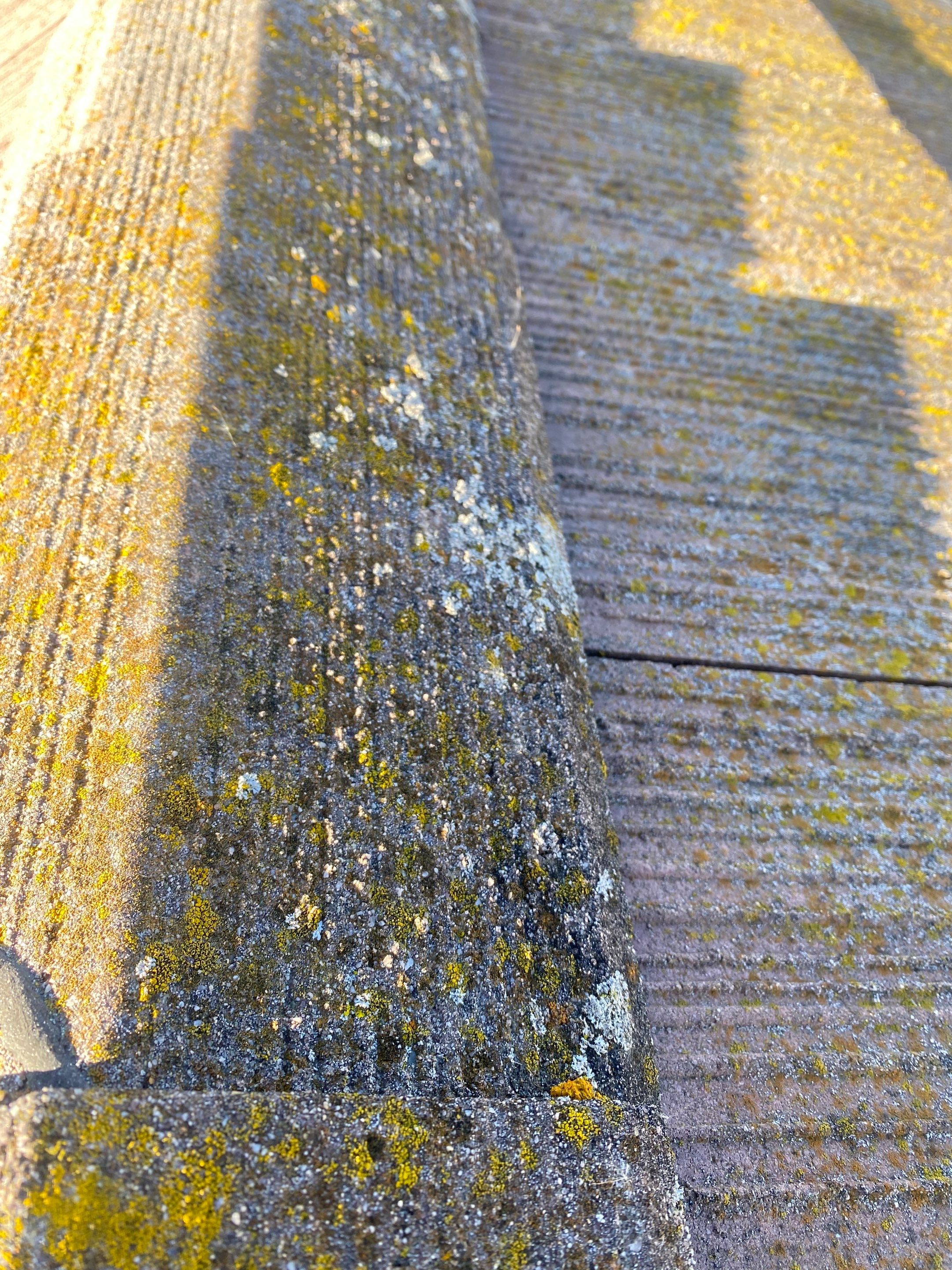 Moss Removal by Top Elevation