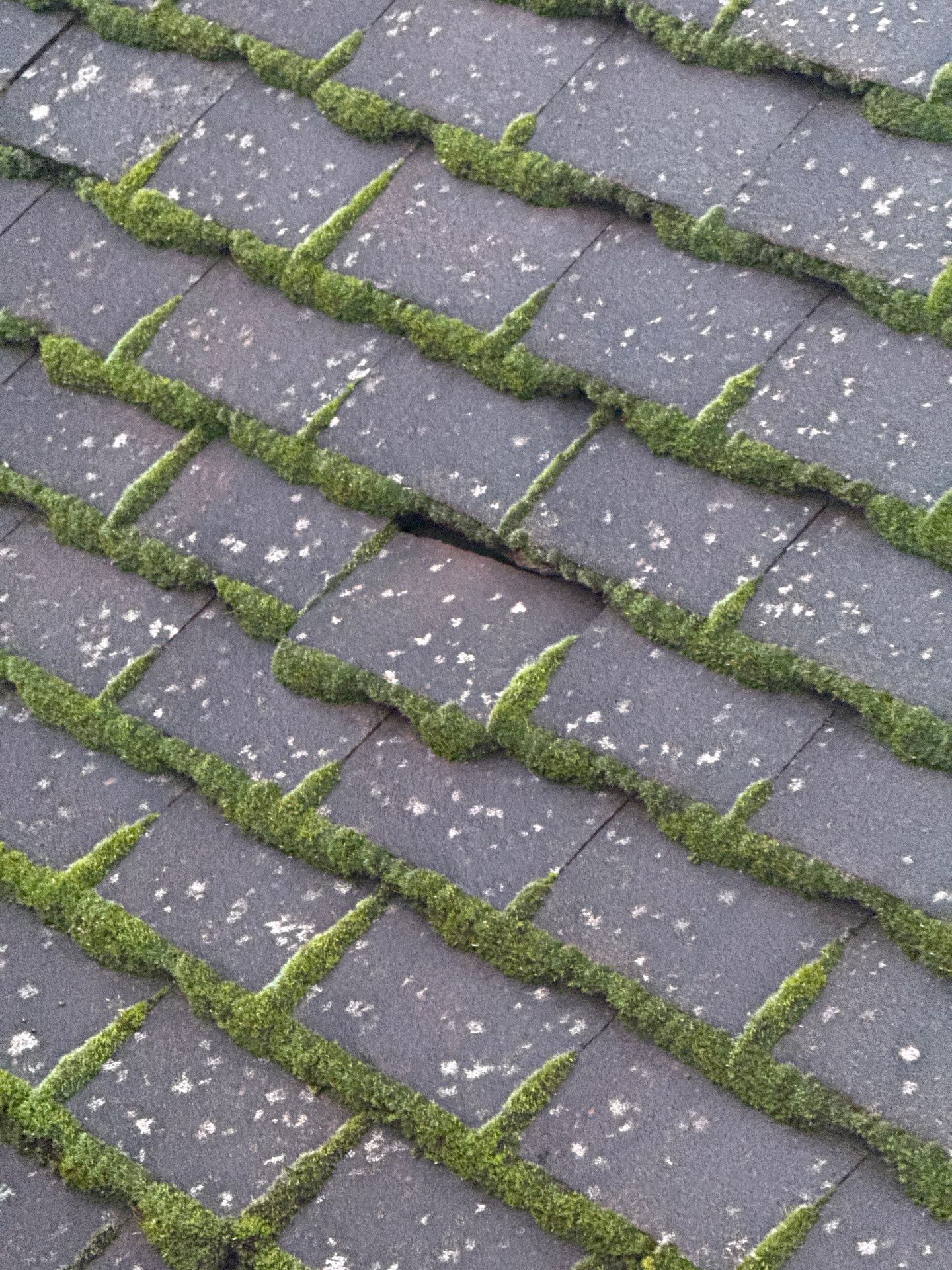 Roof Cleraning by Ges Exterior Cleaning ltd