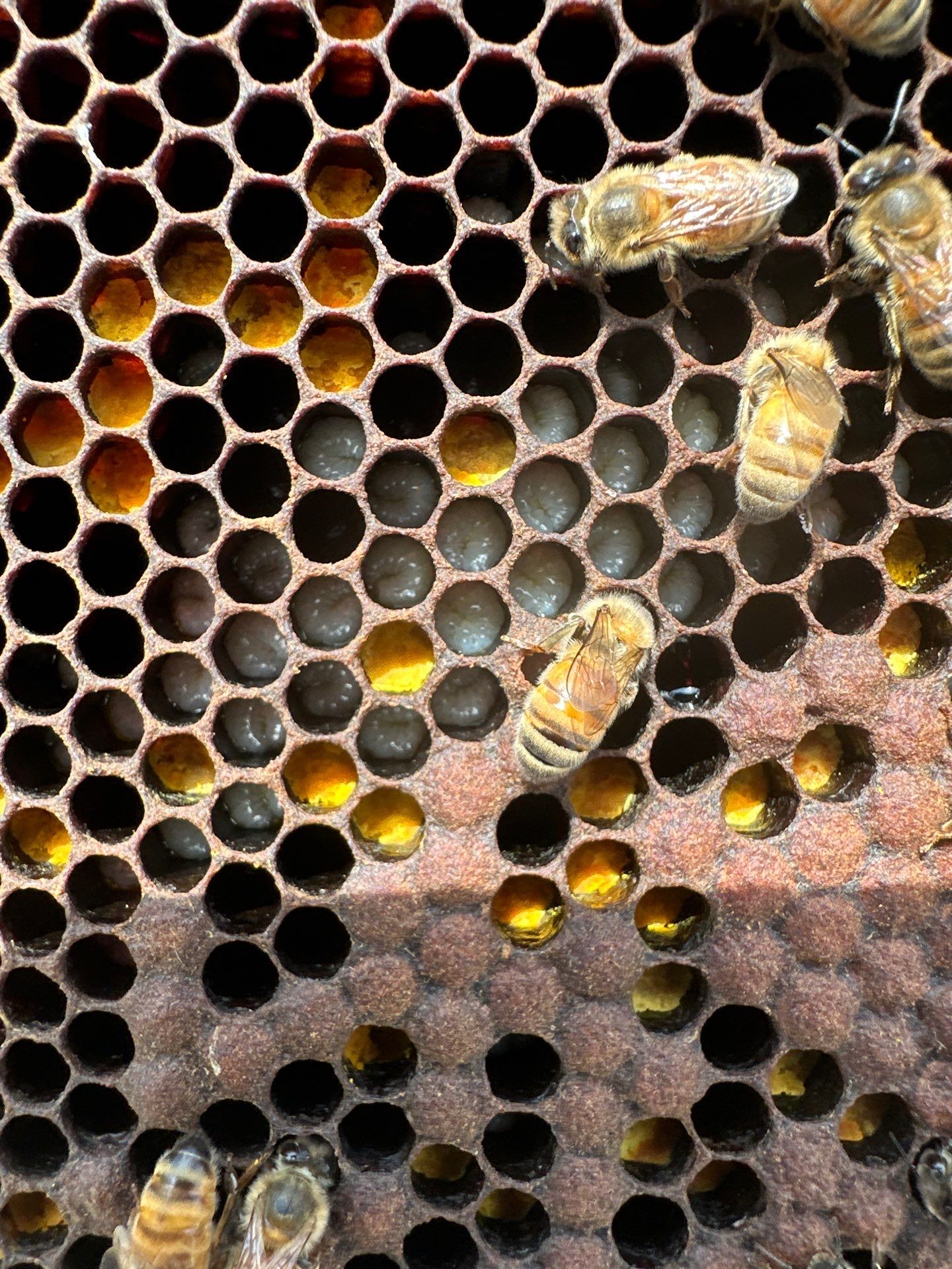 Bees at the Bank! by Rockwall Honey Bee Company