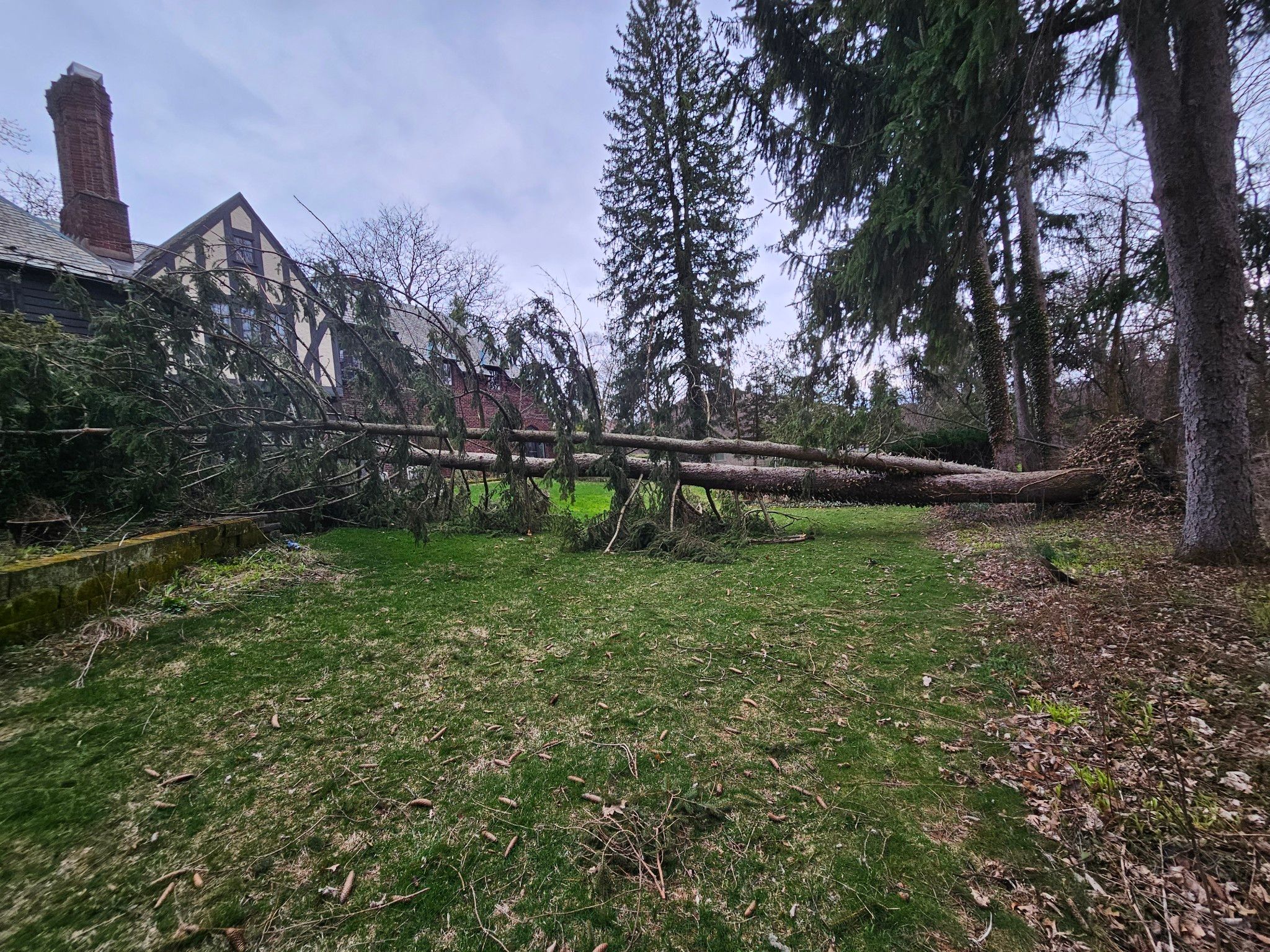 Tree Removal using Tree Removal by Mike Jones & Sons Tree Service LLC 