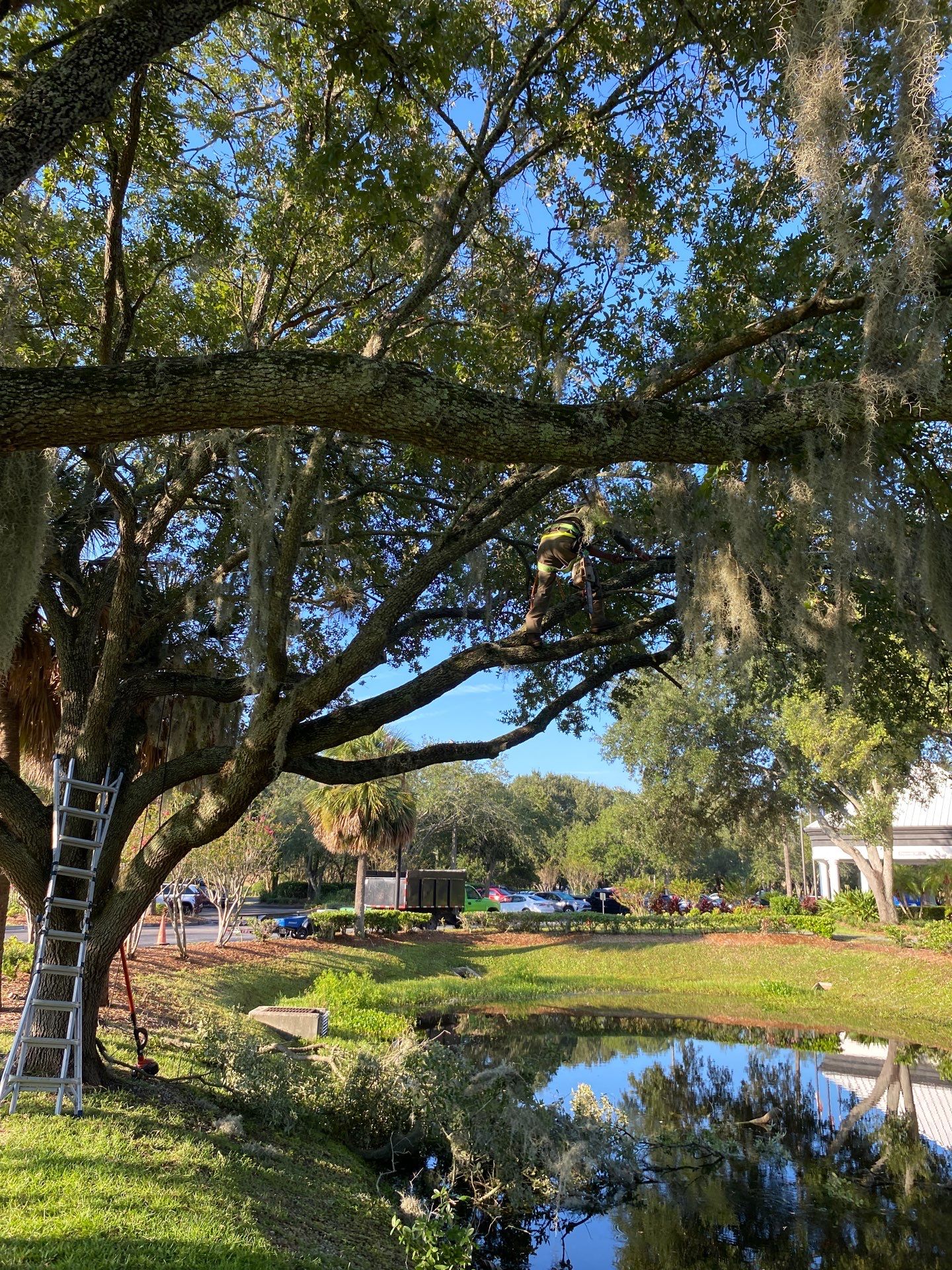 Tree & Shrub Removal | Marriott Hotel by ProGreen Services