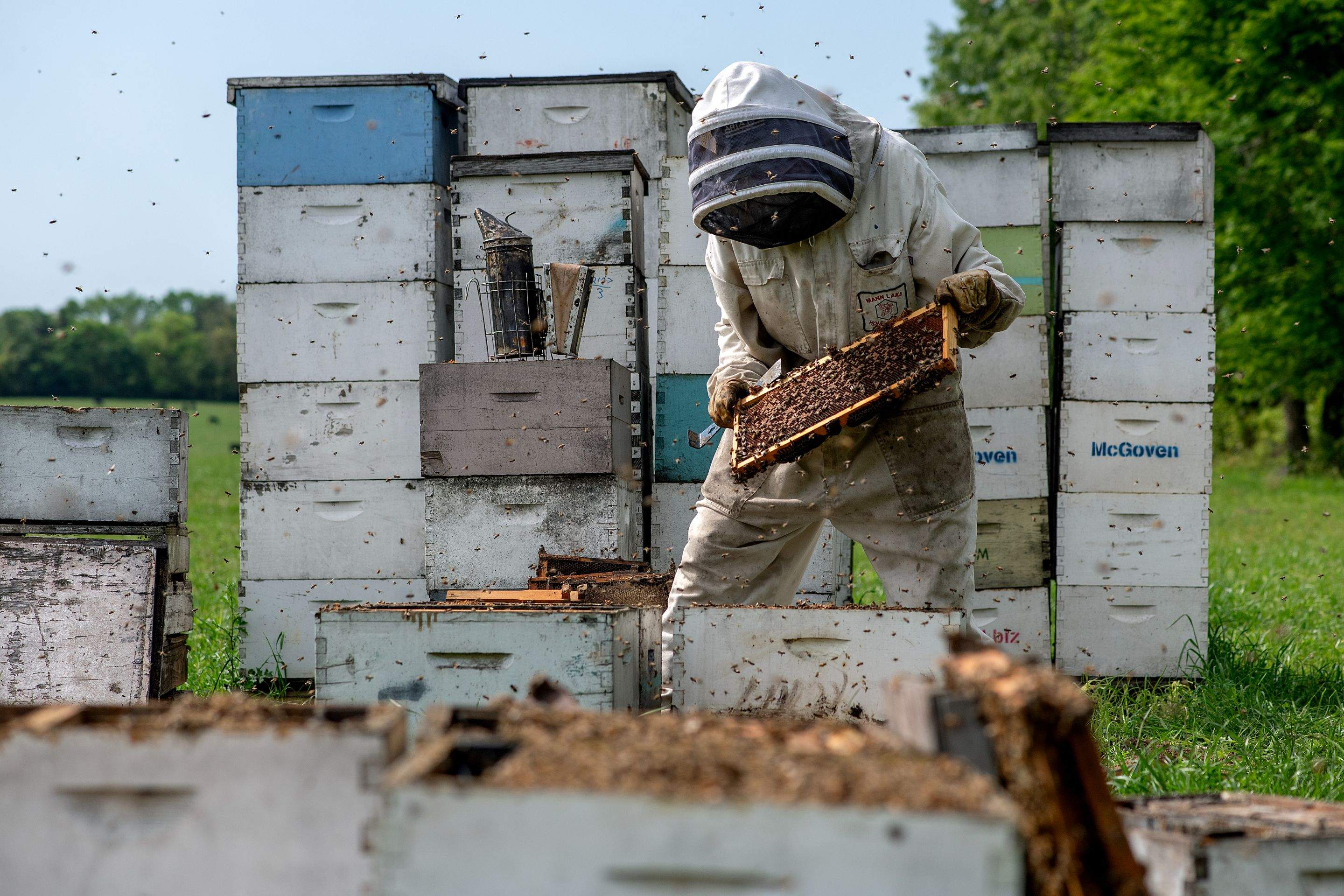 Splits in East Texas by Rockwall Honey Bee Company