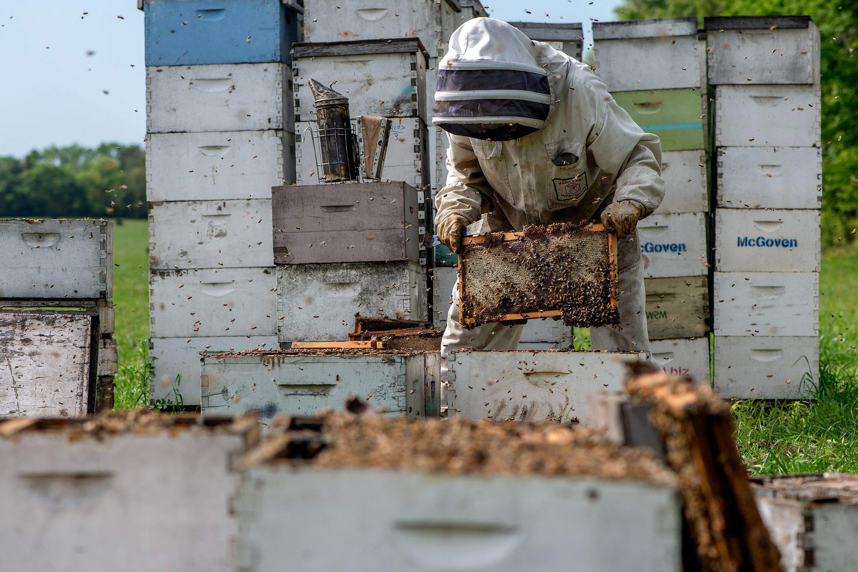 Splits in East Texas by Rockwall Honey Bee Company
