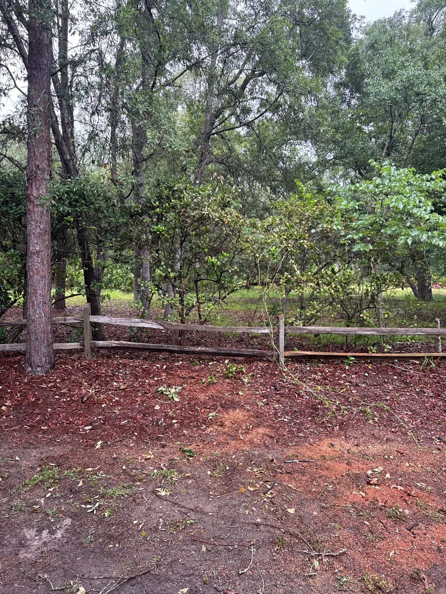Deerwood Resident | Tree Removal & Trimming by ProGreen Services
