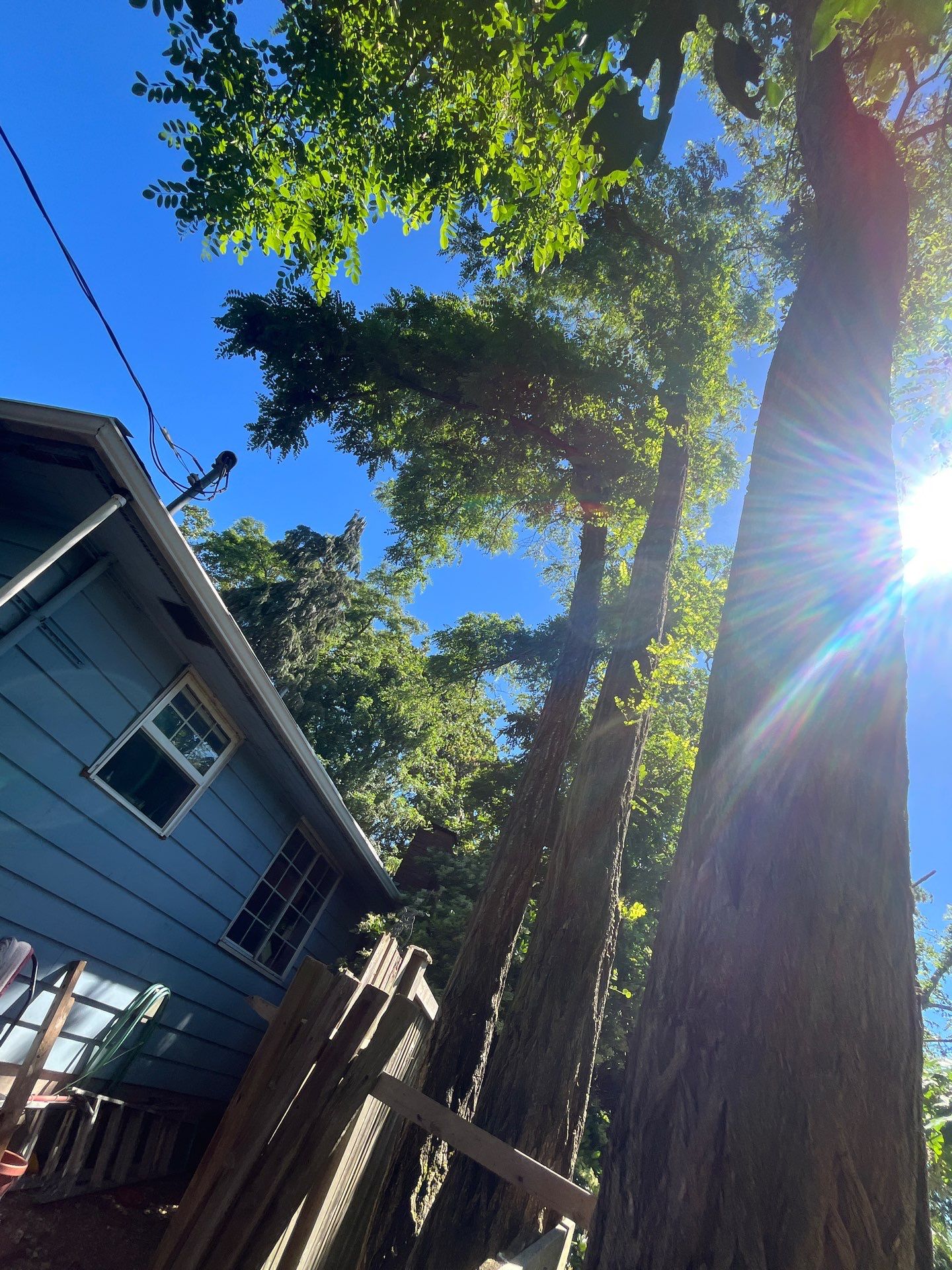 Seattle Hazardous Tree Removal Along Residential Street by Sound Tree Care LLC