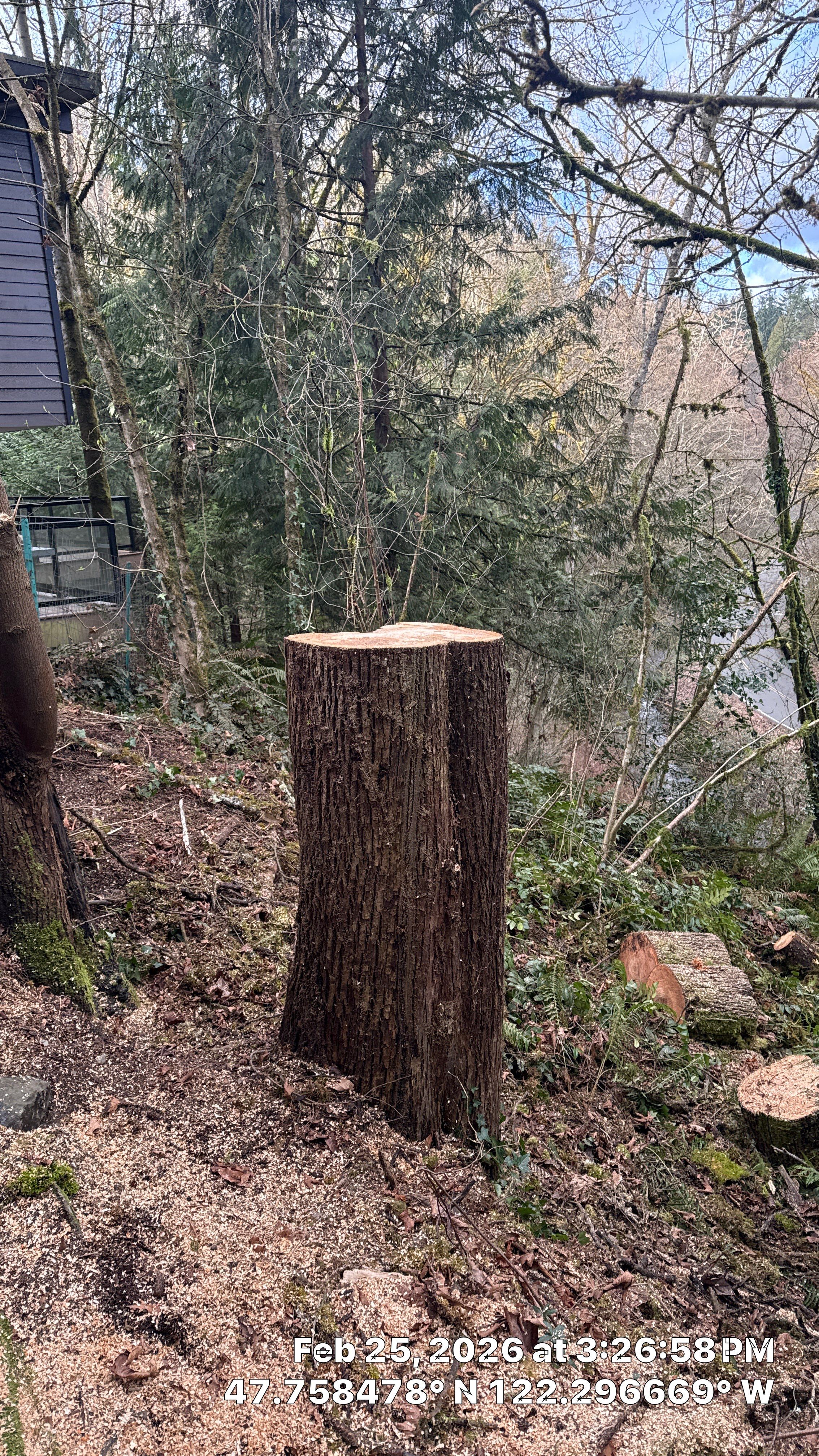 Lake Forest Park Maple Tree Removal – Permitted & Risk-Assessed by Sound Tree Care LLC