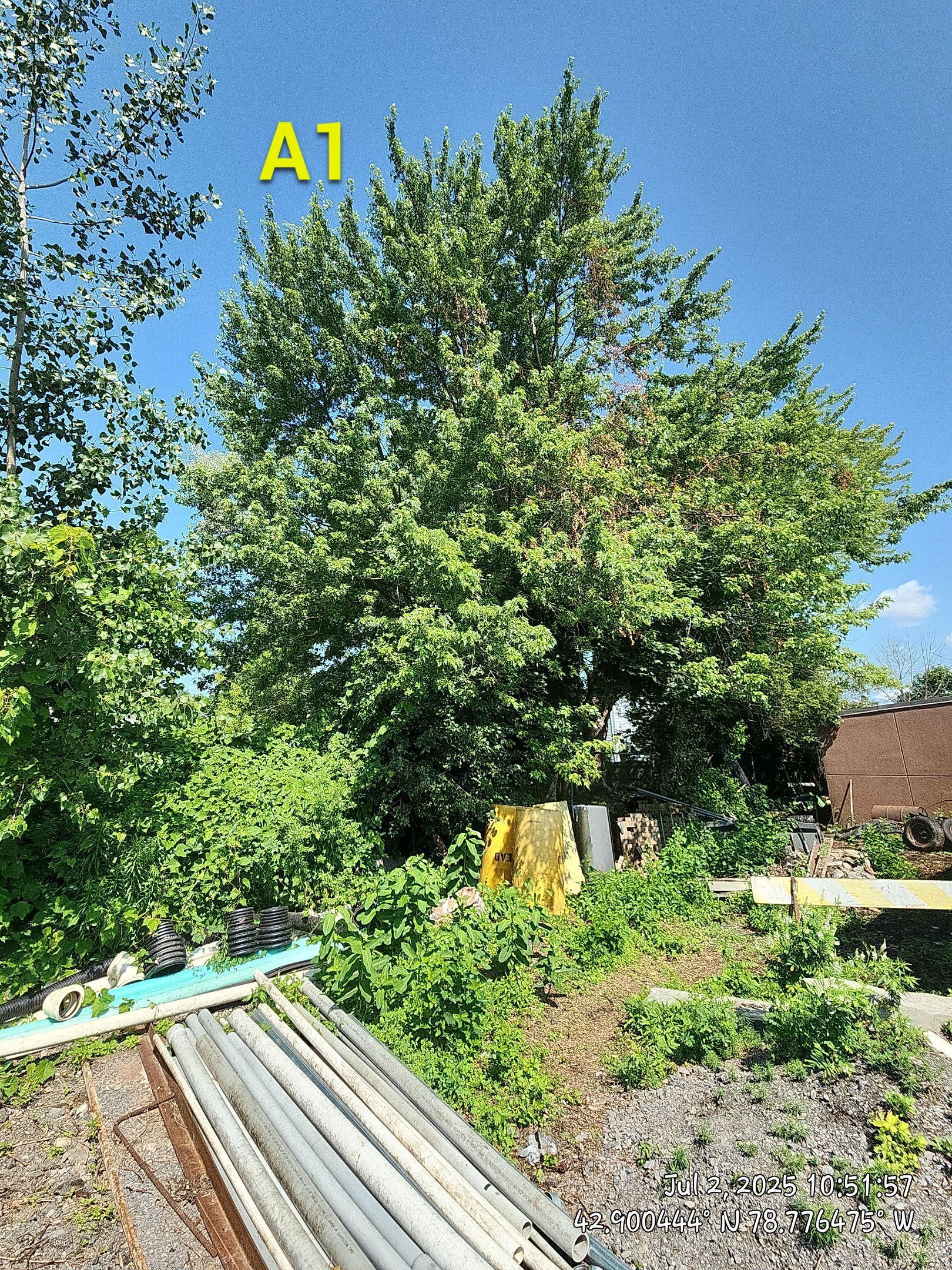Commercial by Treeman Tom LLC