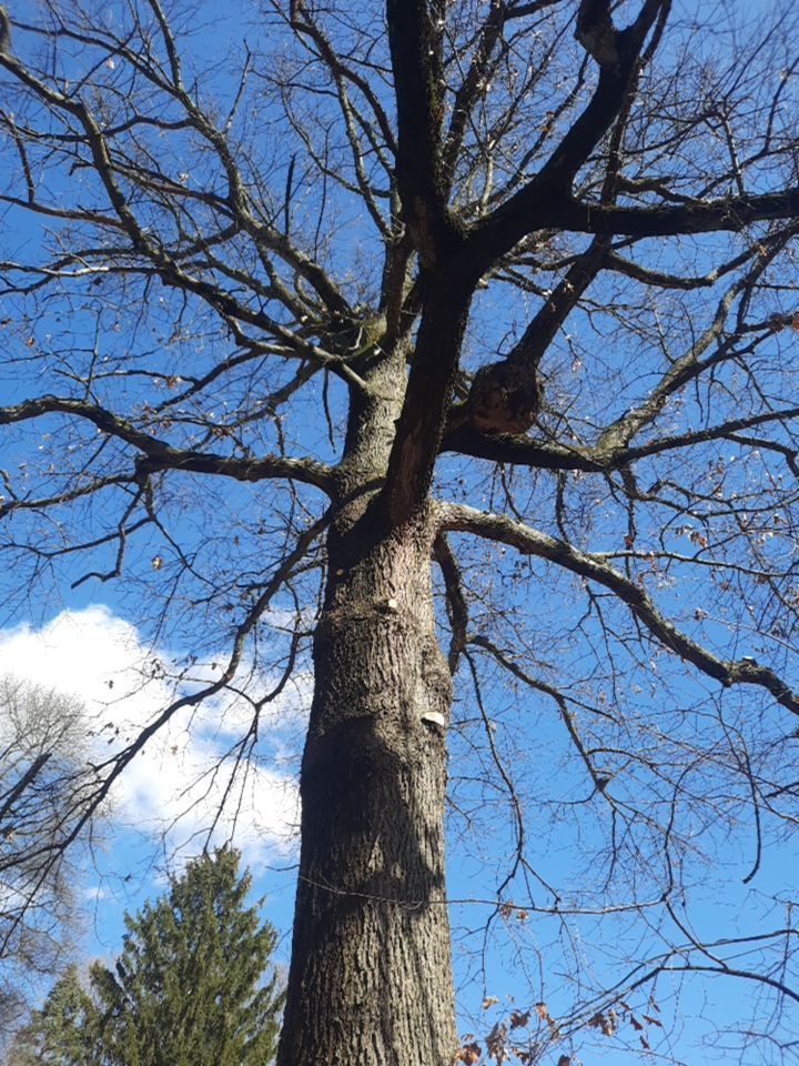 Tree Trimming using Tree Pruing by Mike Jones & Sons Tree Service LLC 