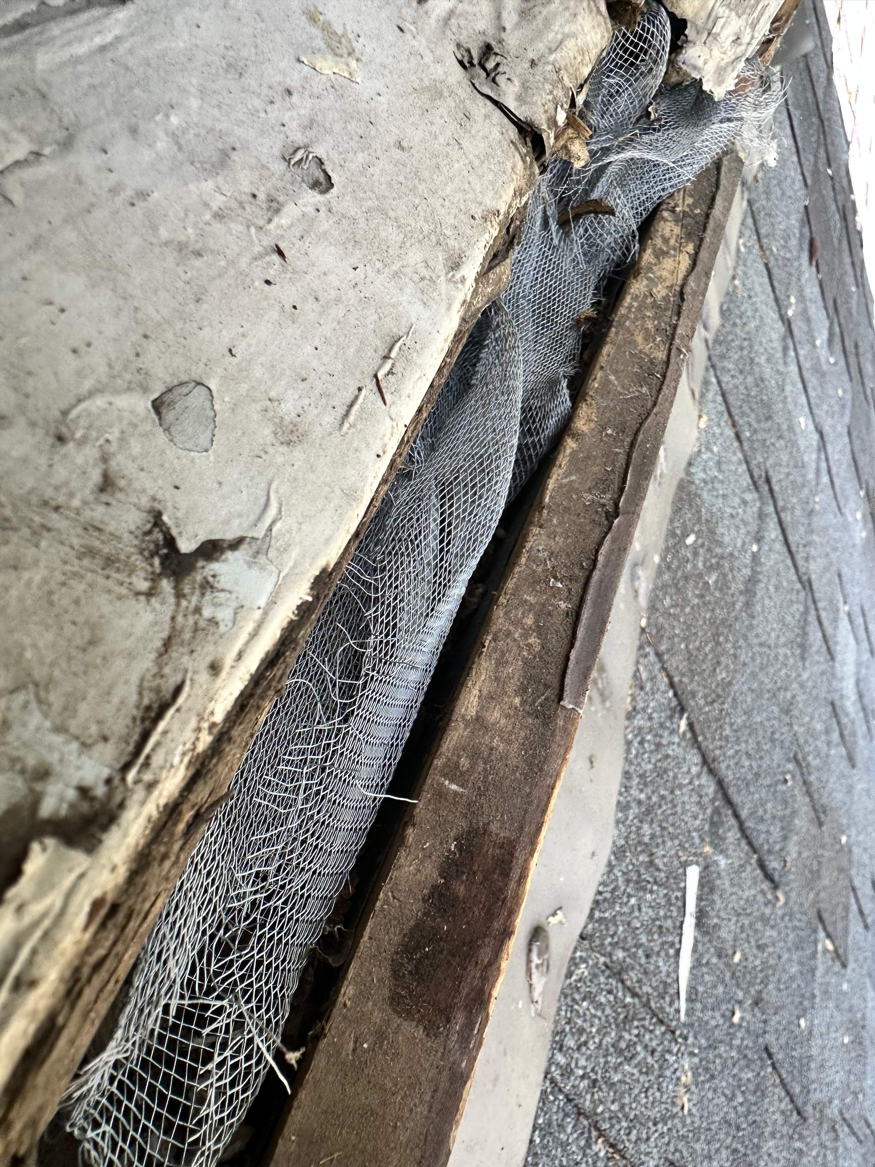 Yellowjackets in Bedroom by Rockwall Honey Bee Company