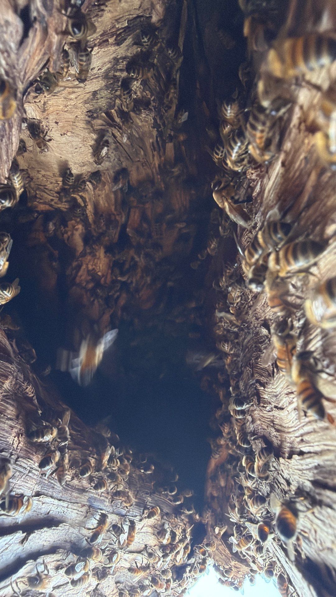 Cavern-Crack Tree Bees by Rockwall Honey Bee Company