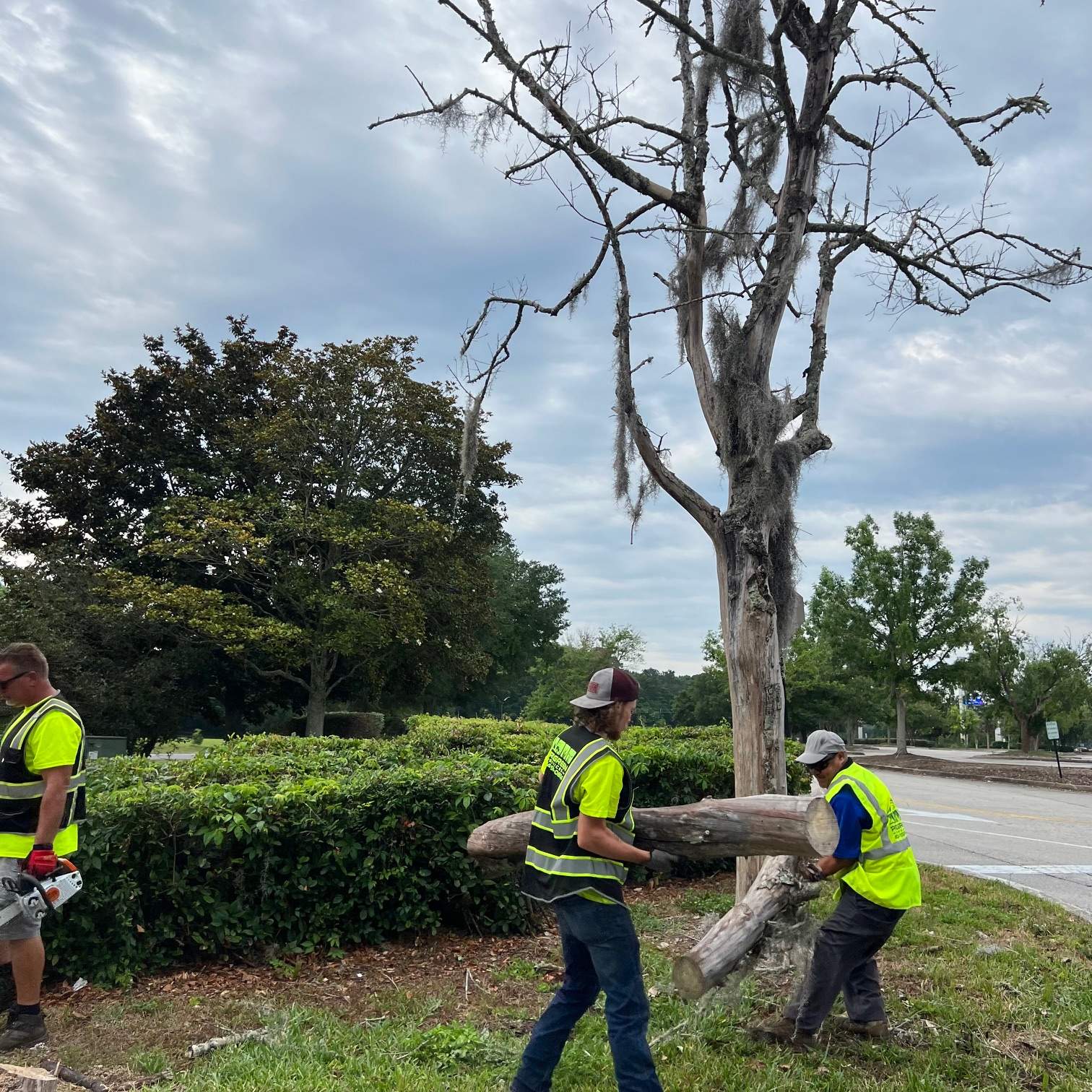 Tree Removal | Avenues Mall by ProGreen Services