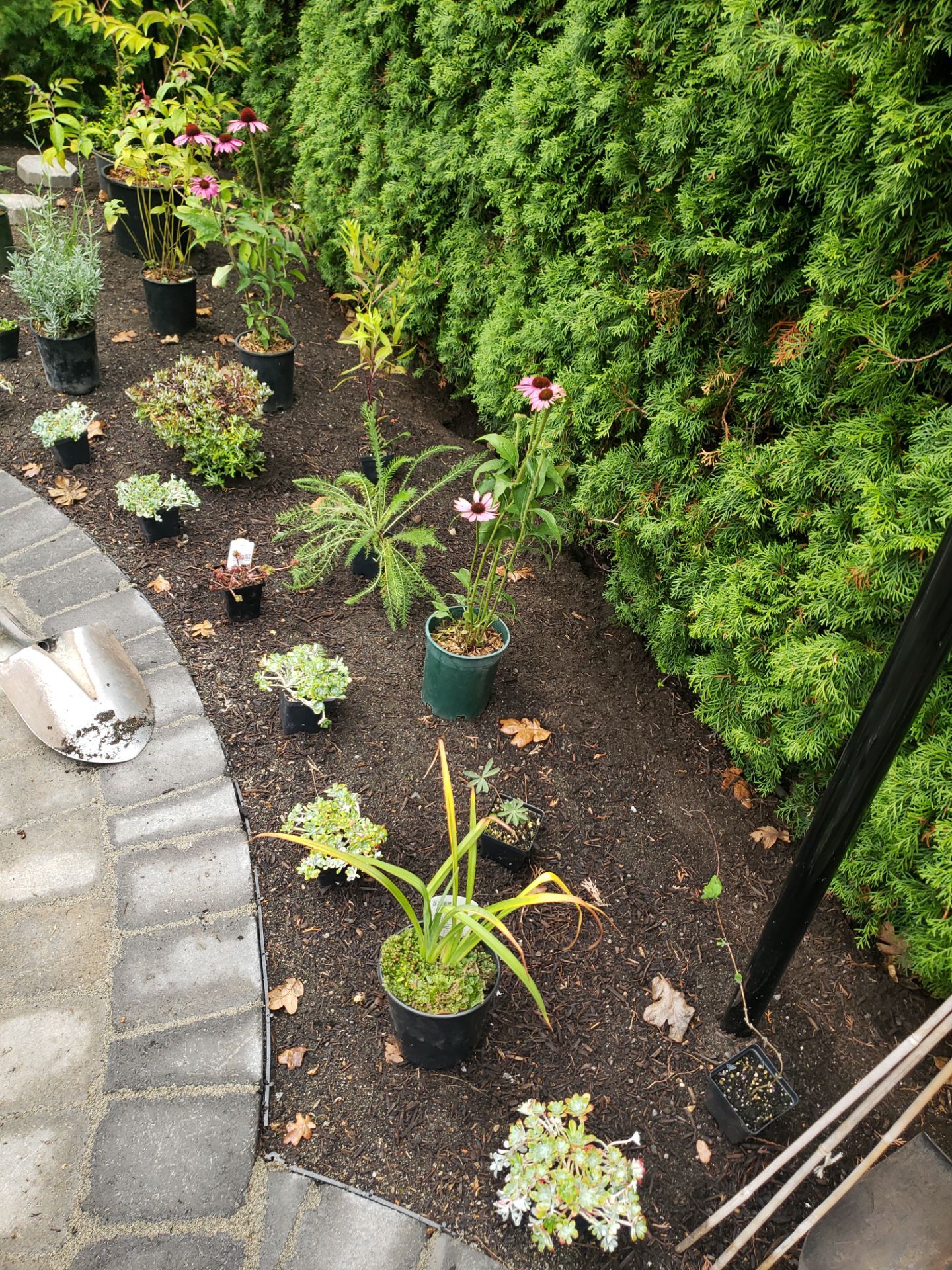 Complete Landscape Transformation - Esquimalt, BC by Habanero Garden and Exterior Care