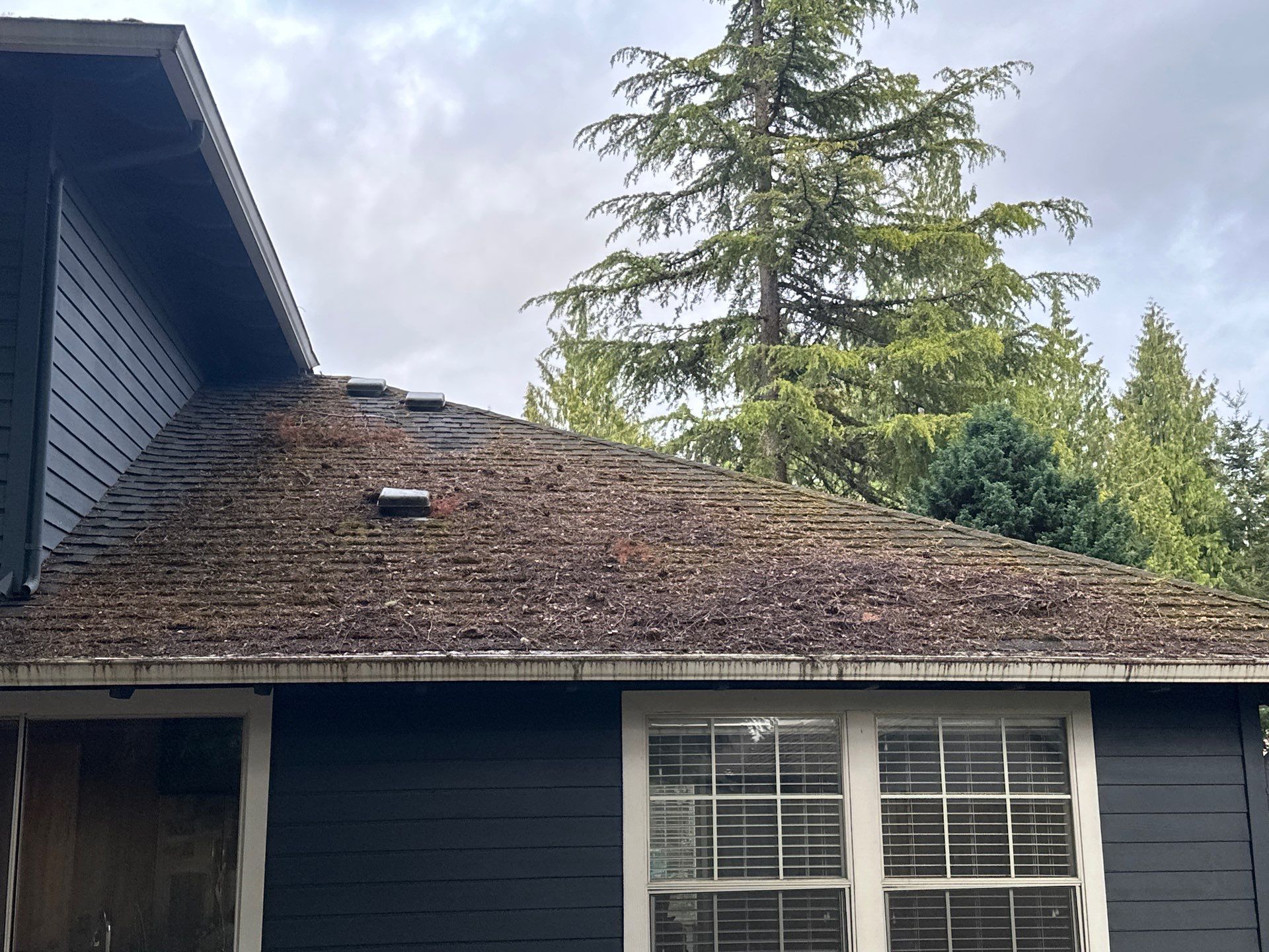 Softwashed in many Years back, and organic regrowth significant by DawnSky LLC