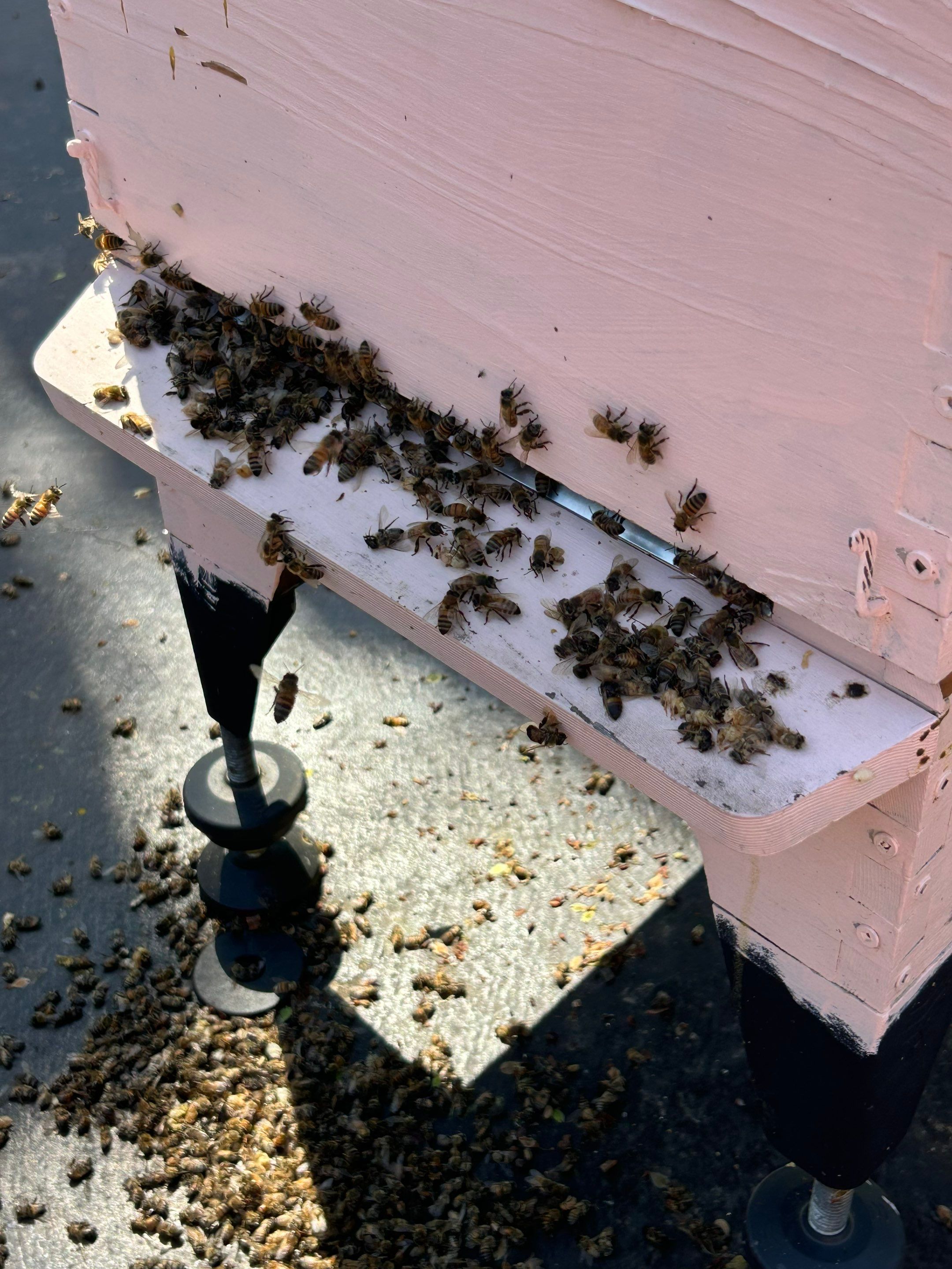 Ravine Terrace, Bees by Rockwall Honey Bee Company