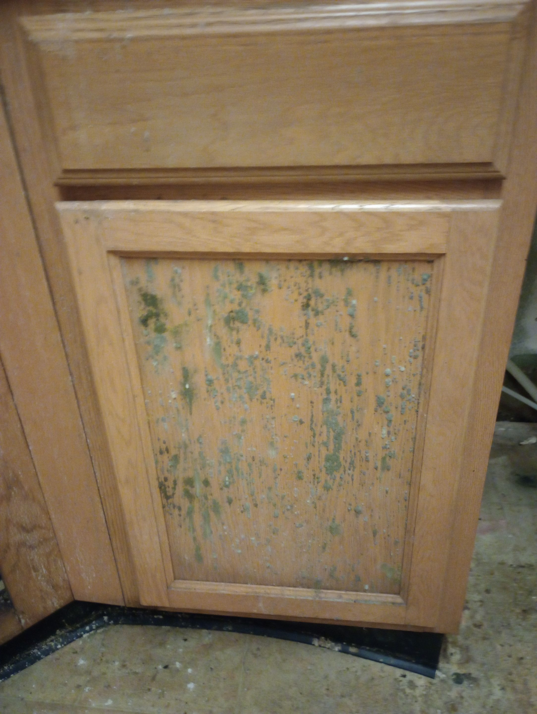 Insane Mold Remediation in Apartments by ANR Restoration