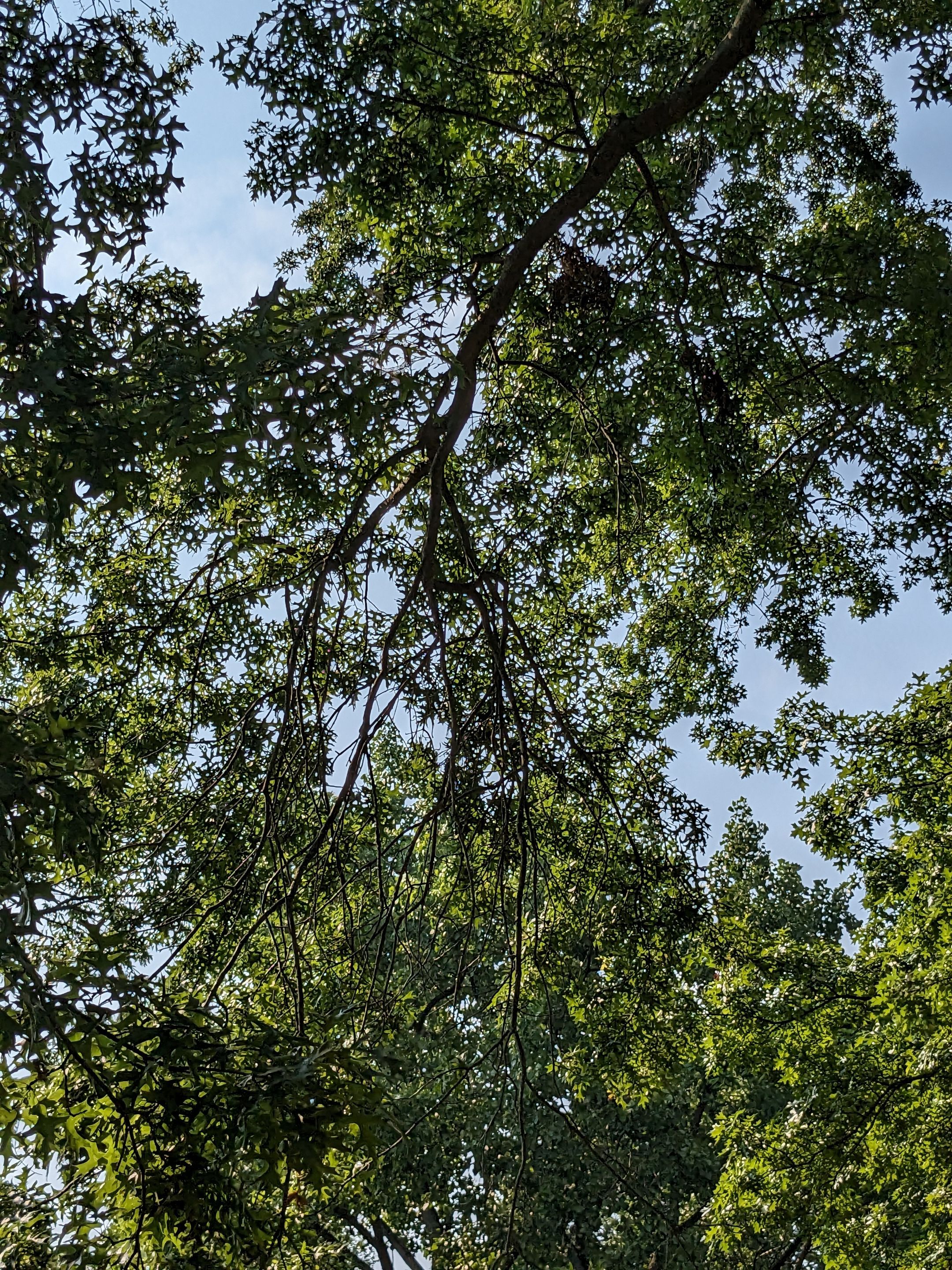 Tree Trimming using Tree Pruing by Mike Jones & Sons Tree Service LLC 