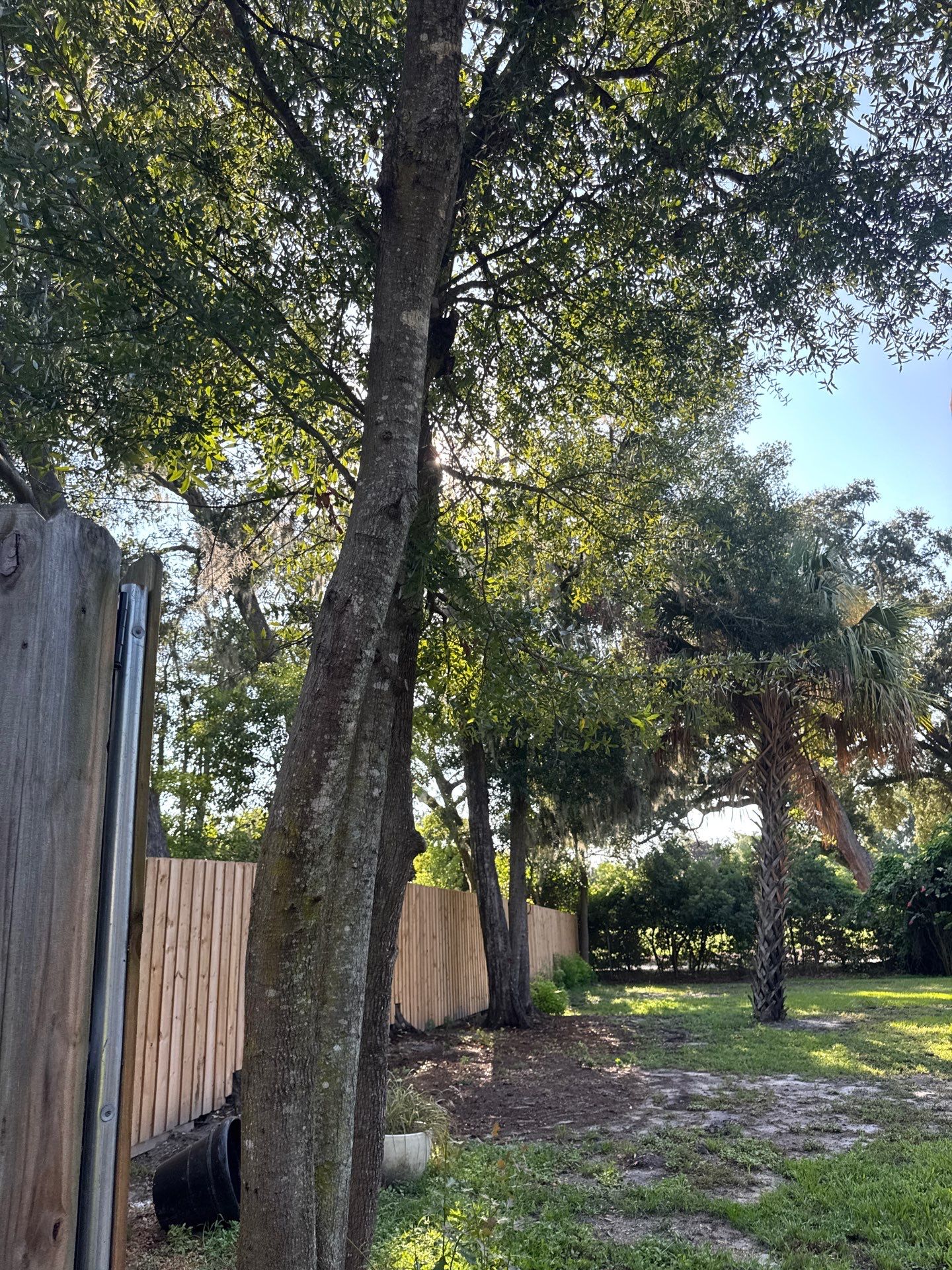 Residential | Tree Trimming  by ProGreen Services