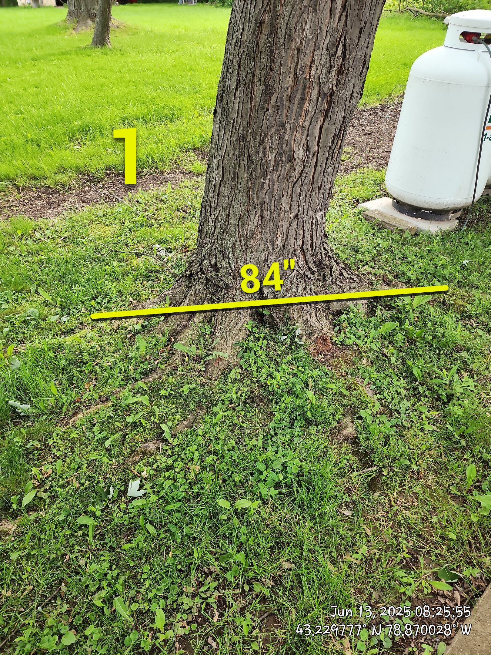 Removal for Future Projects by Treeman Tom LLC