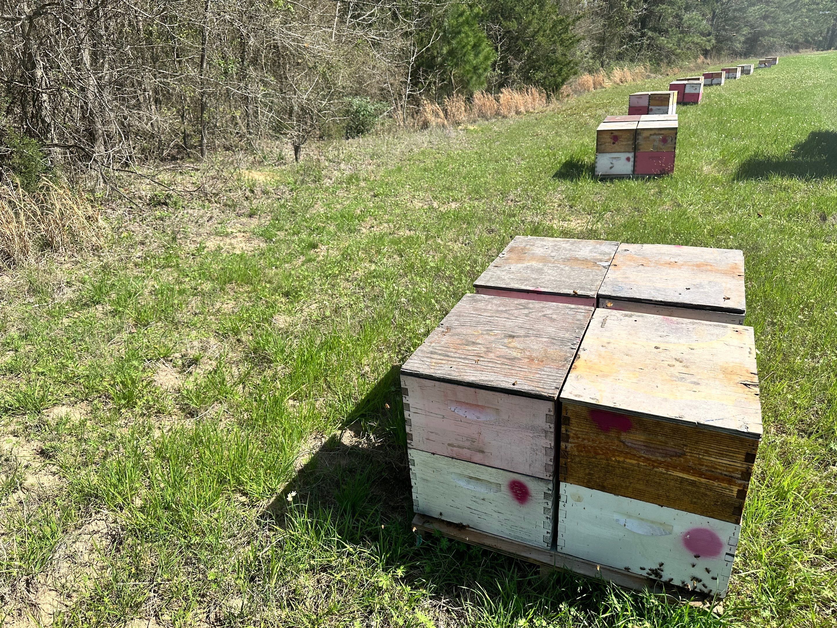 W Family Apiary by Rockwall Honey Bee Company