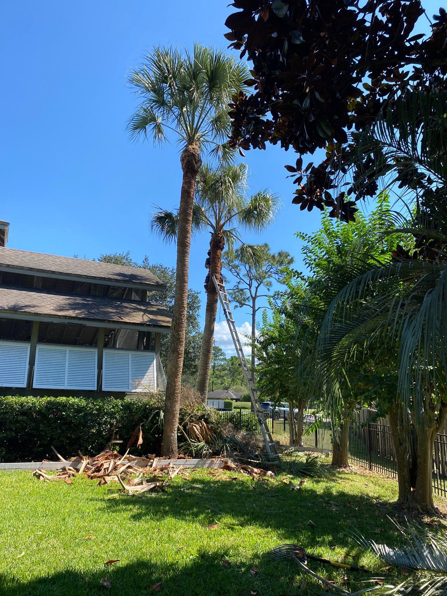 Deerwood Resident | Palm Tree Trimming by ProGreen Services