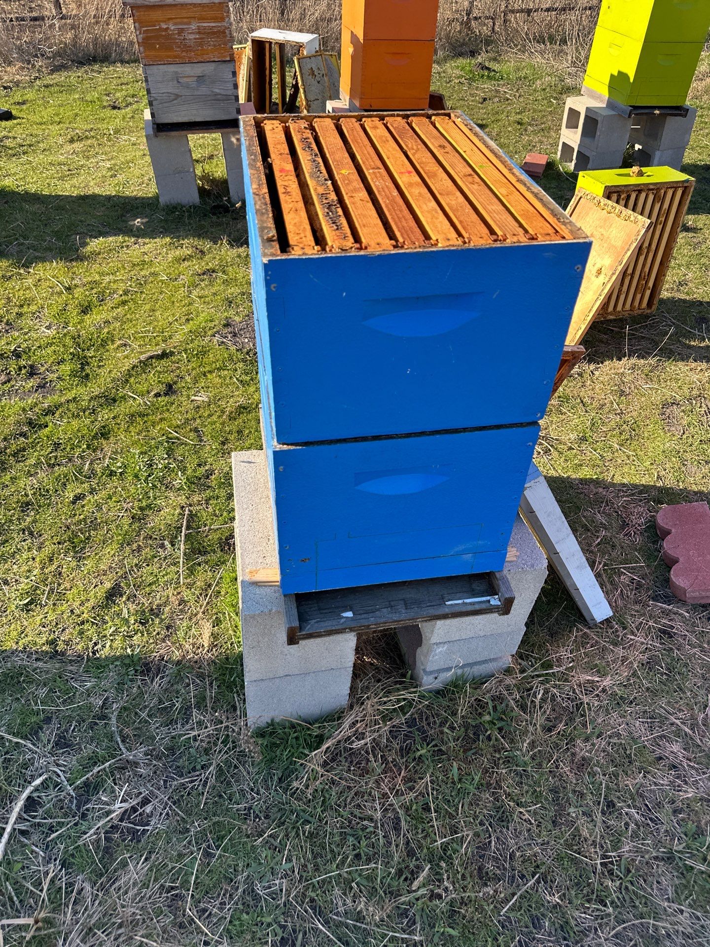Bees for Ag. Exemption in Rockwall by Rockwall Honey Bee Company