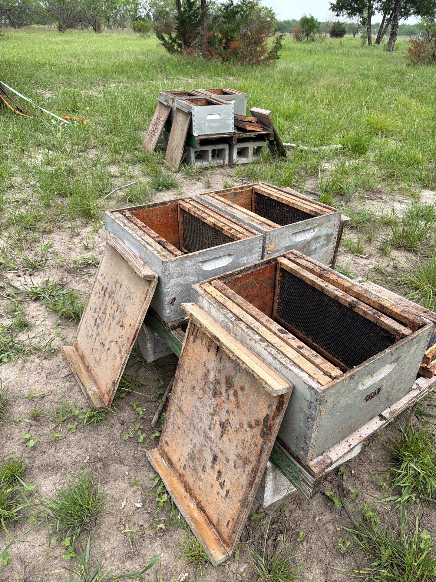 Exemption in Royse City, TX by Rockwall Honey Bee Company