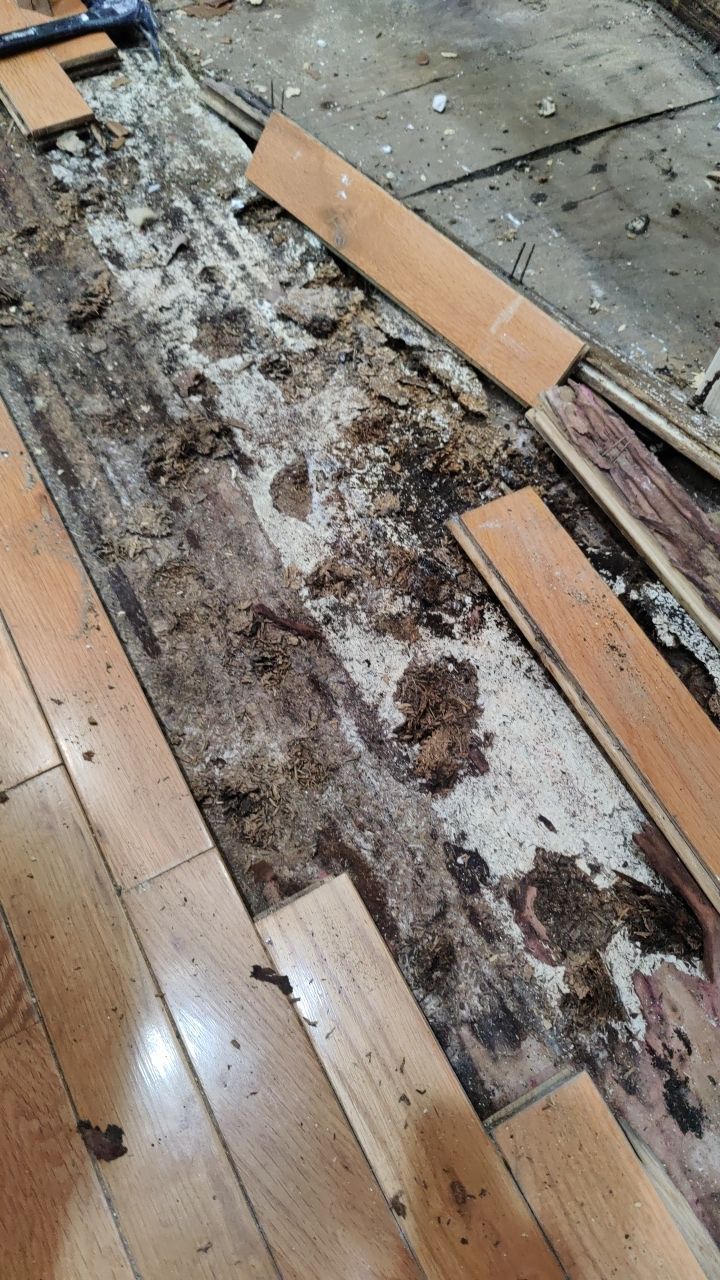 Mold Damage by Accountable Home Services