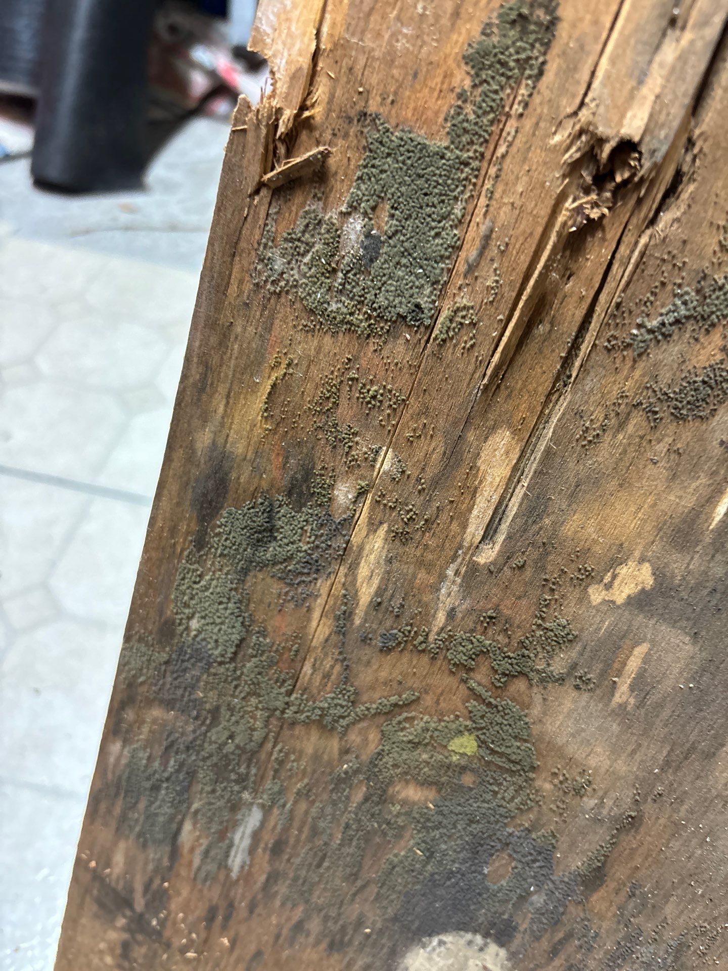 Mold Removal In Palmetto by Ampm Restoration Services