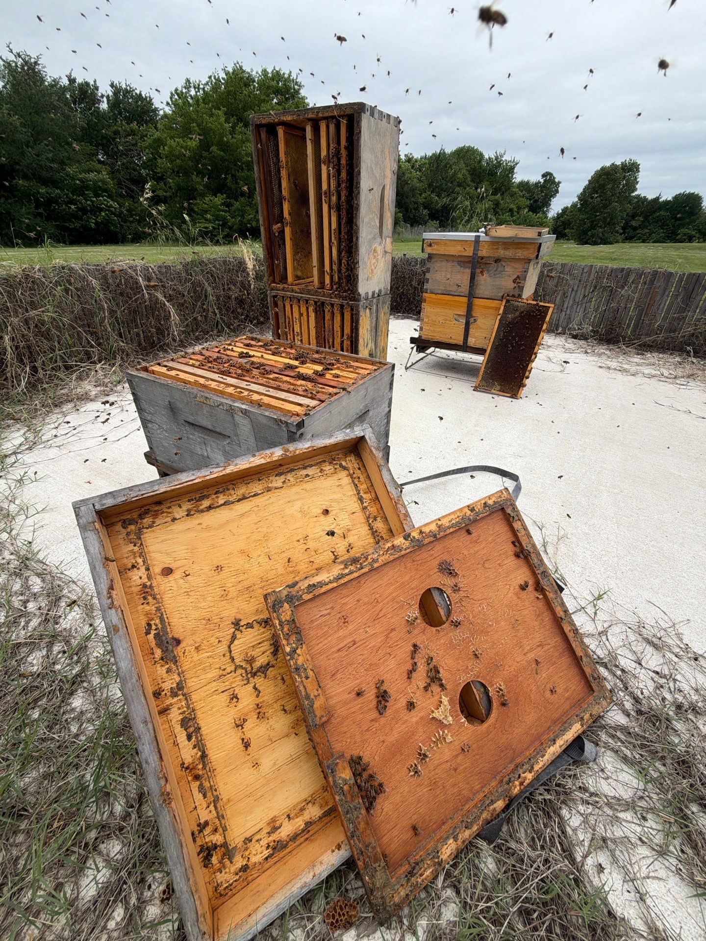 Bees at the Bank! by Rockwall Honey Bee Company