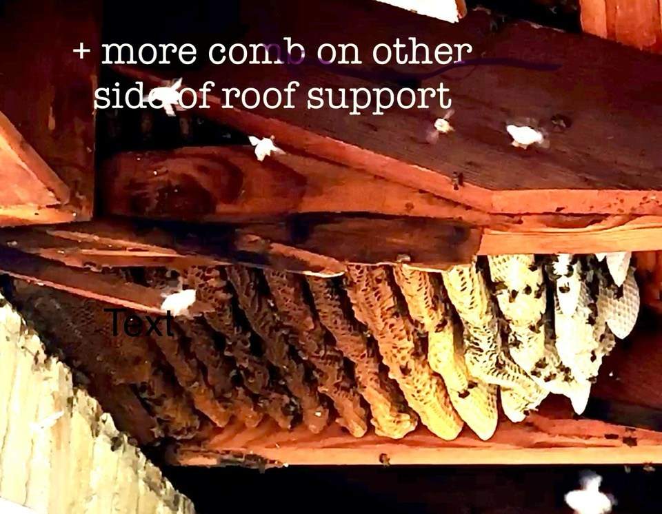 First of 2025 by Rockwall Honey Bee Company