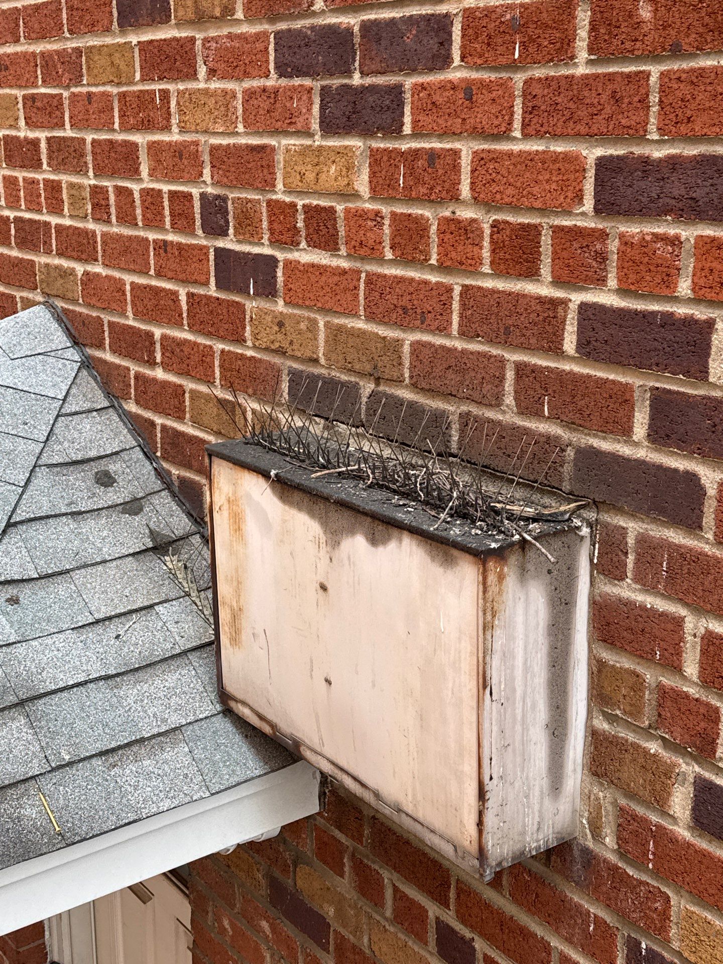 Bird removal, sanitization and prevention by NYC Extermination LLC